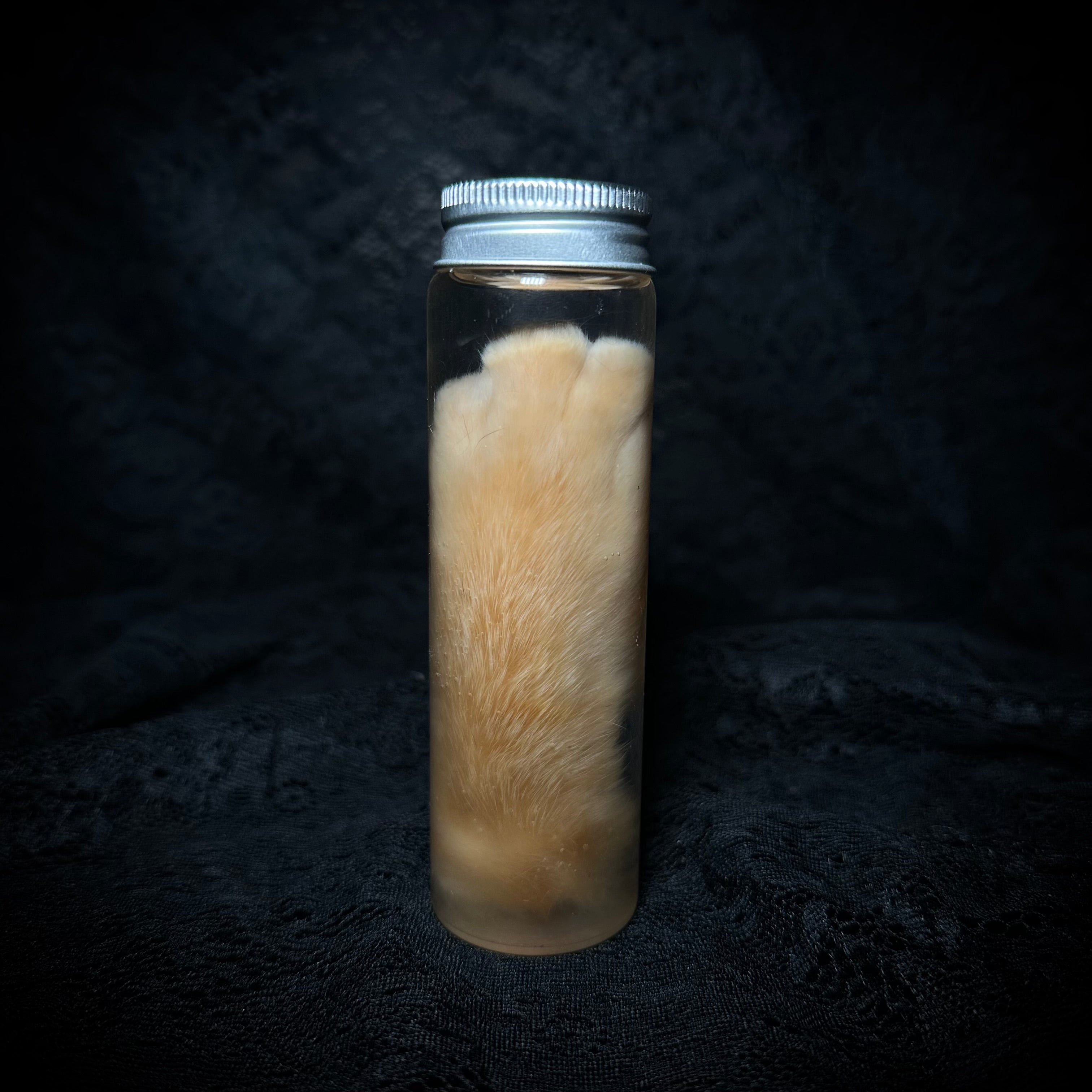 Orange Tabby Cat paw specimen