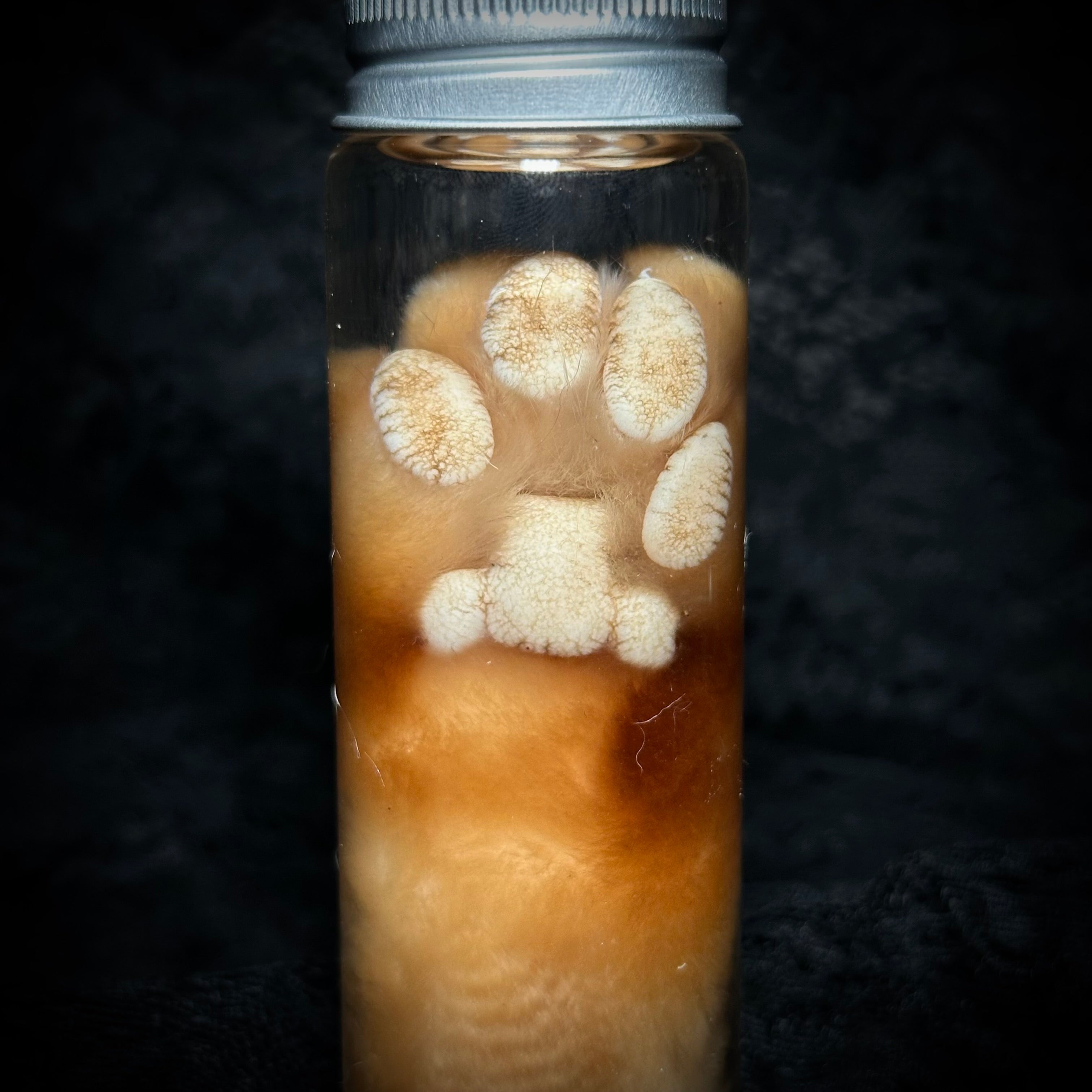 Orange Tabby Cat paw specimen