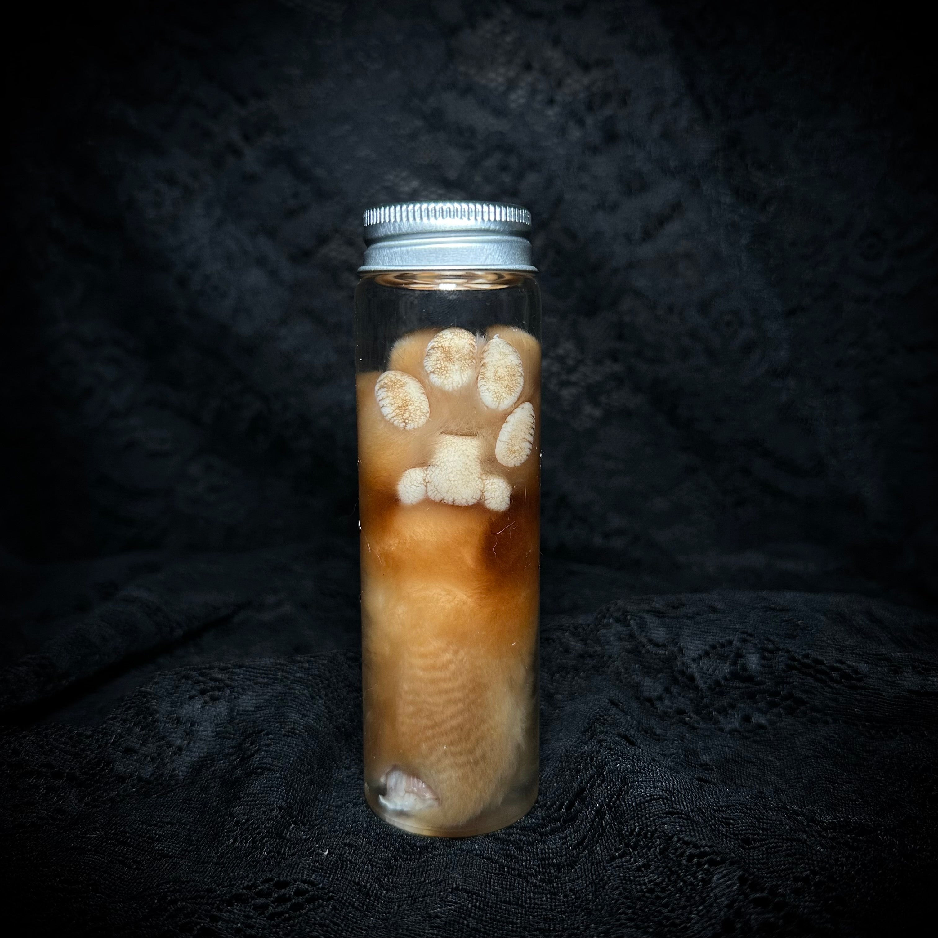 Orange Tabby Cat paw specimen