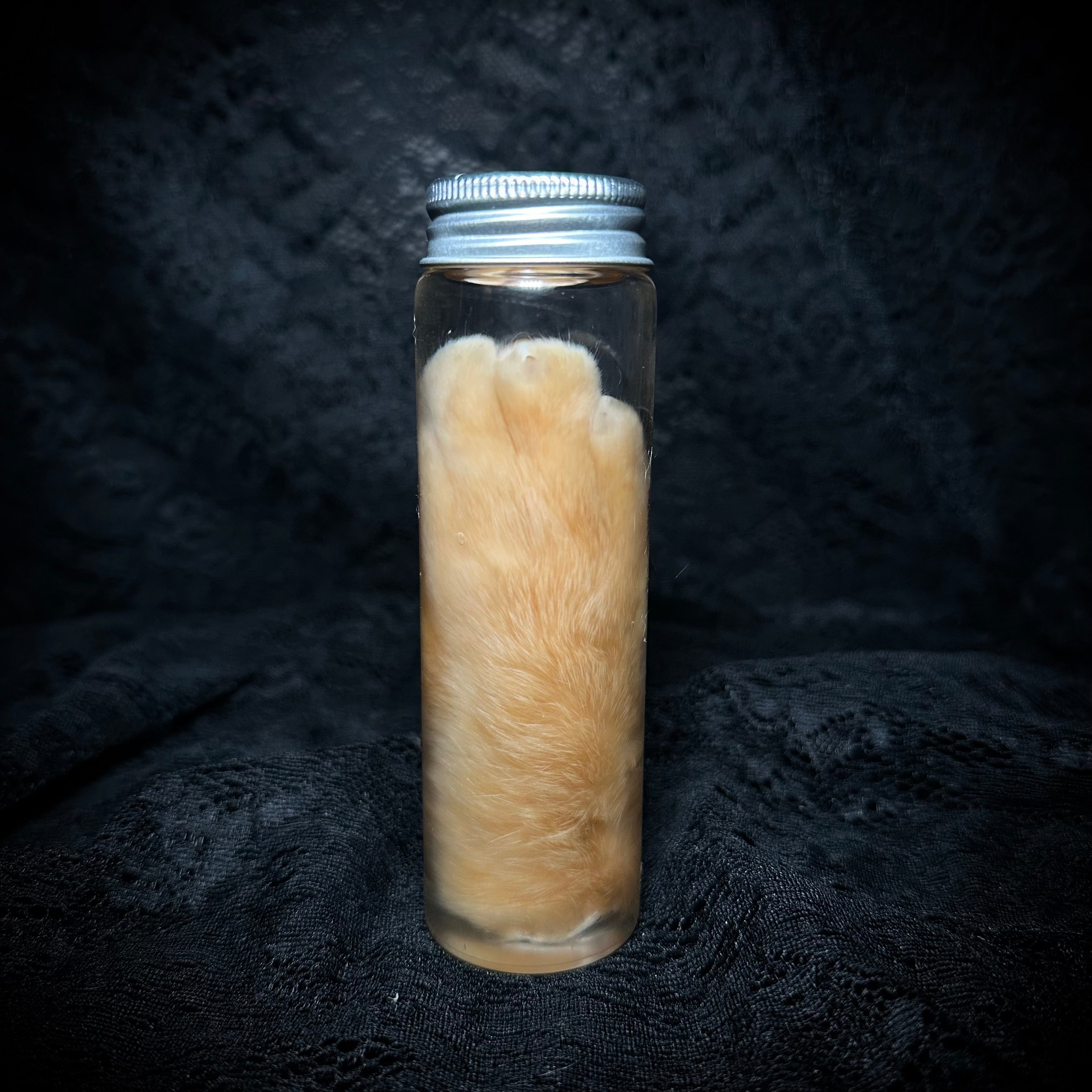 Orange Tabby Cat paw specimen