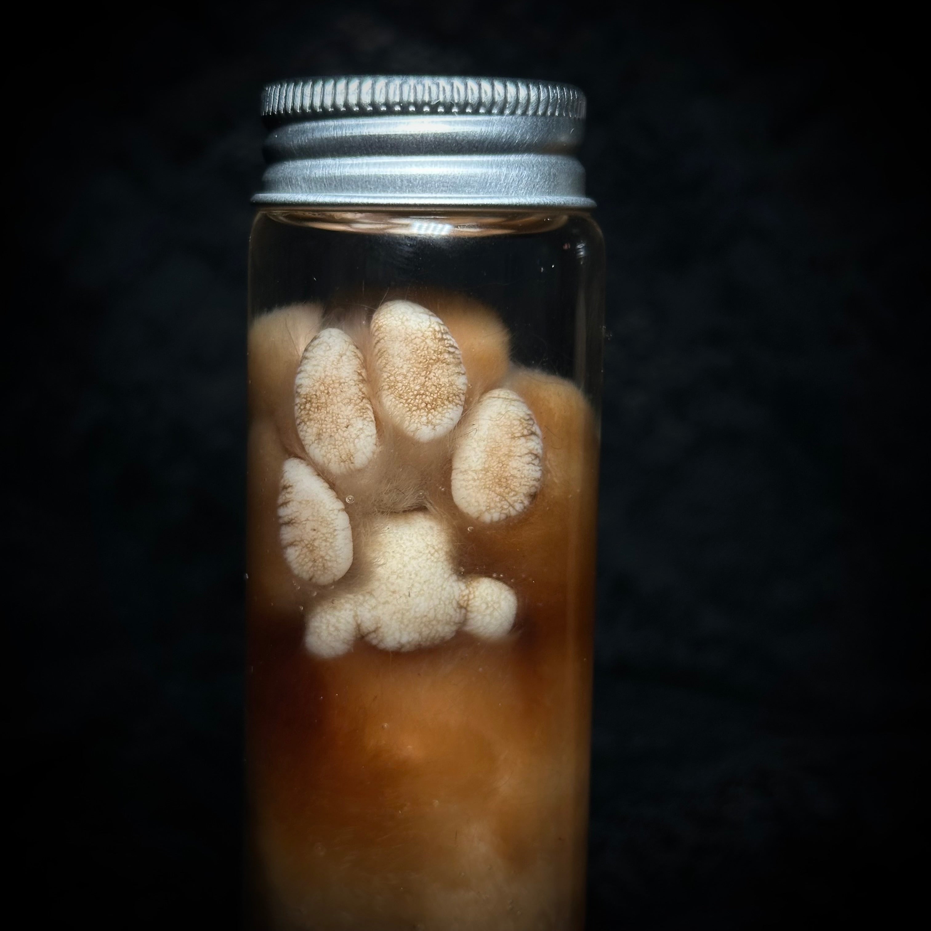 Orange Tabby Cat paw specimen