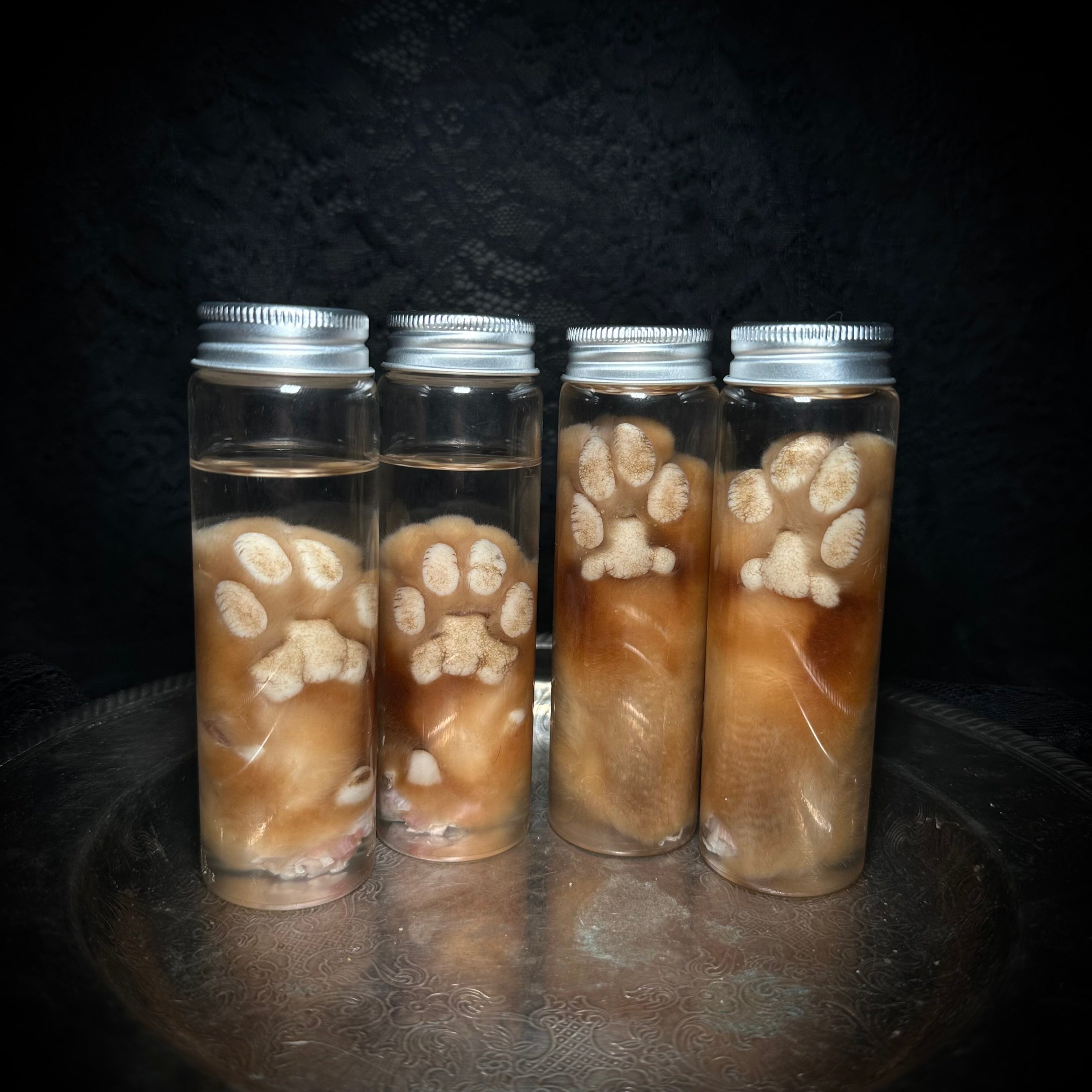 Orange Tabby Cat paw specimen