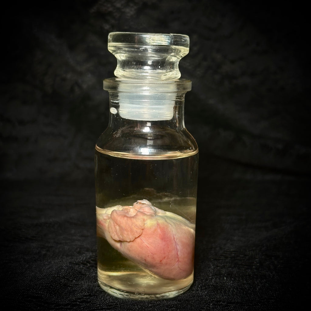 Domestic cat heart specimen