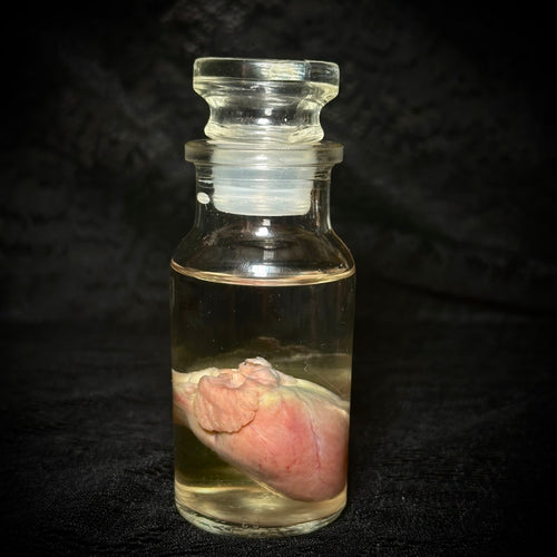 Domestic cat heart specimen