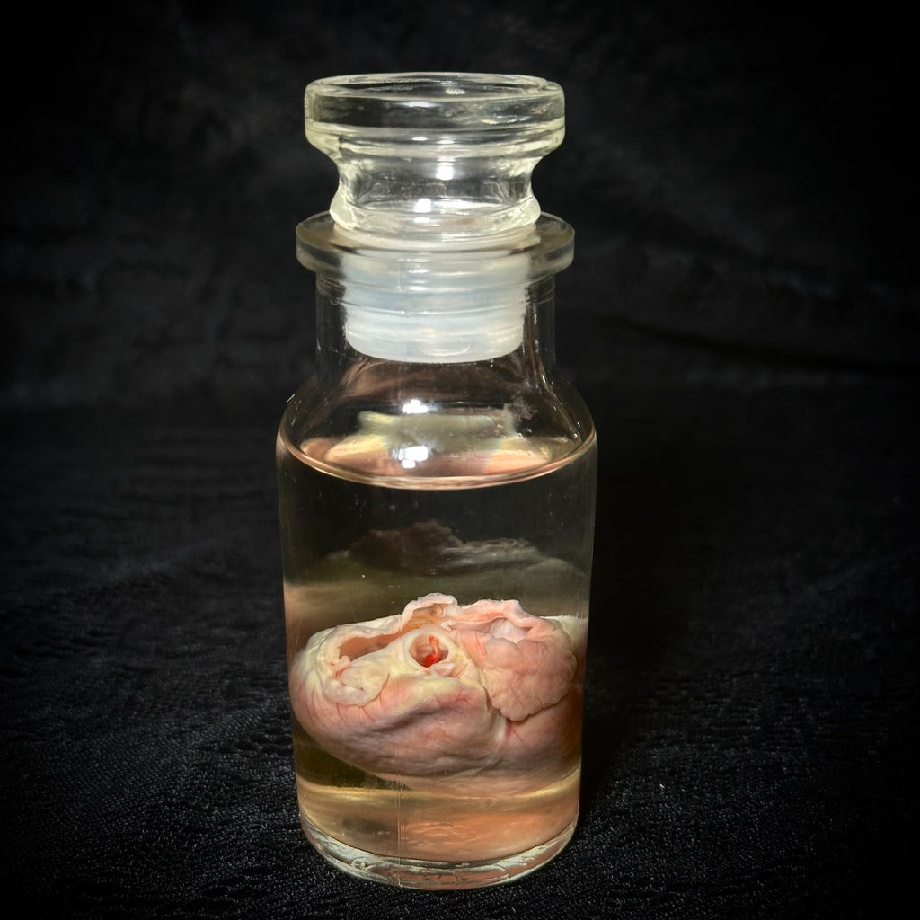 Domestic cat heart specimen