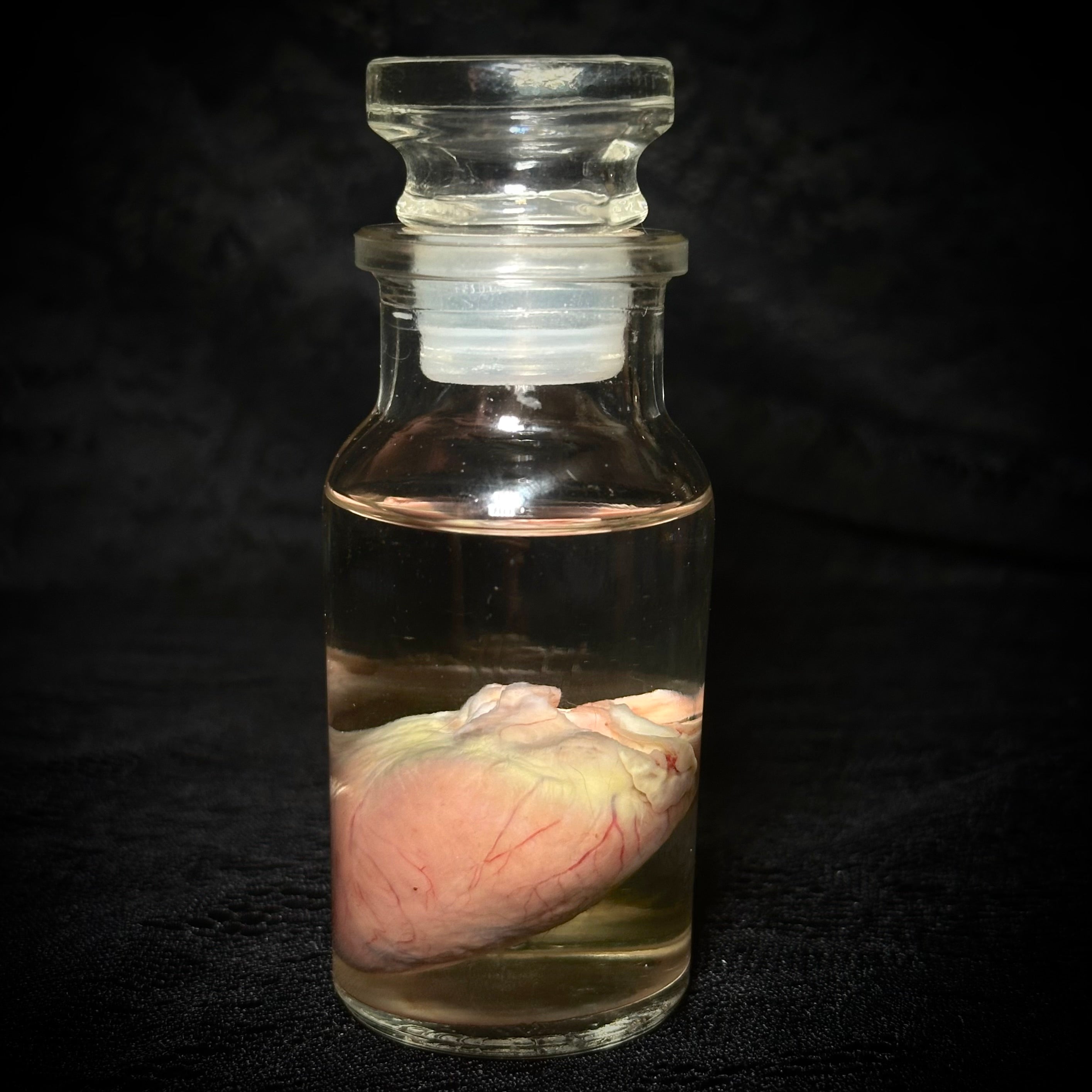 Domestic cat heart specimen