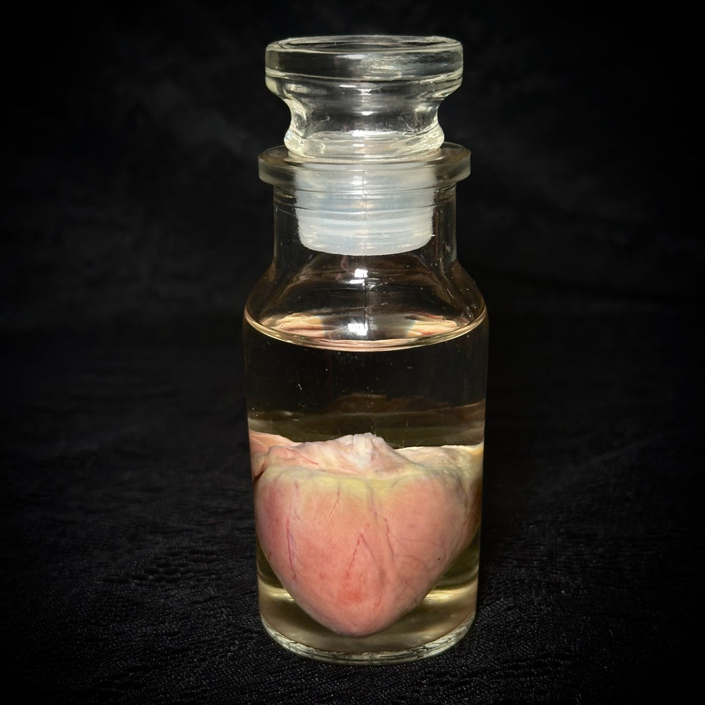 Domestic cat heart specimen
