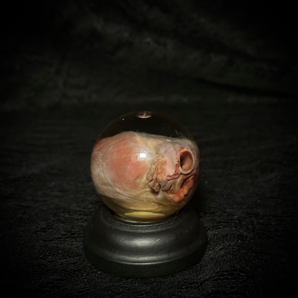Domestic cat heart specimen