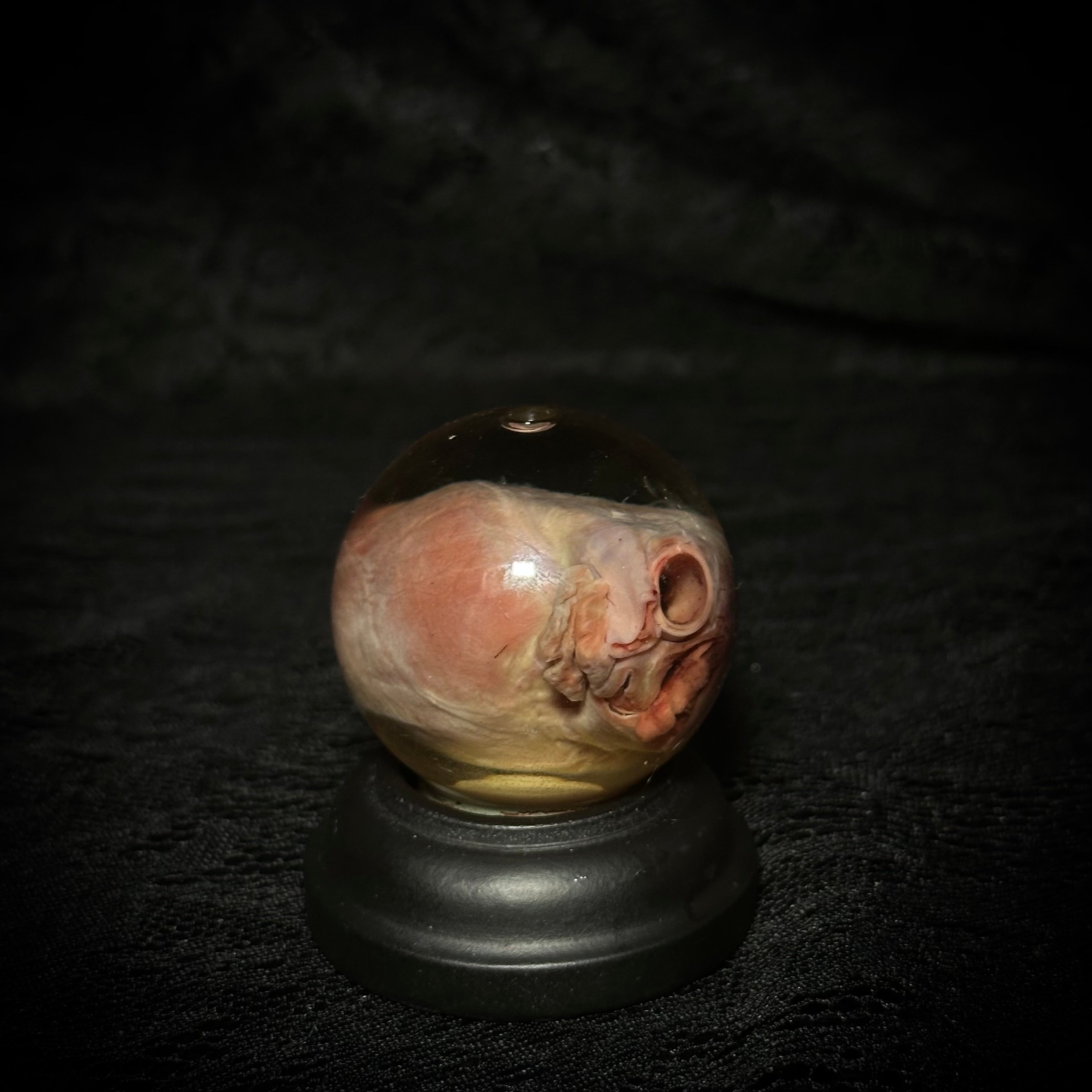 Domestic cat heart specimen