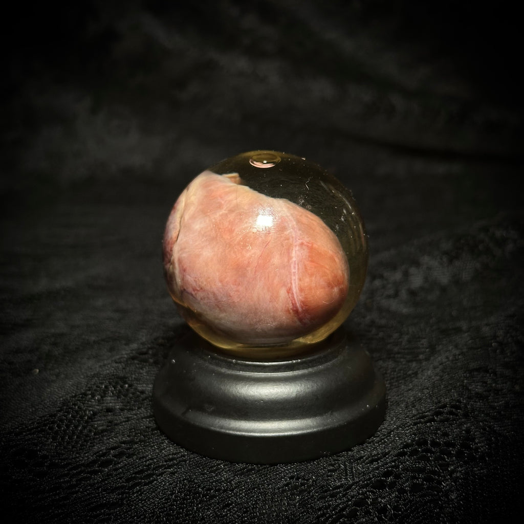 Domestic cat heart specimen