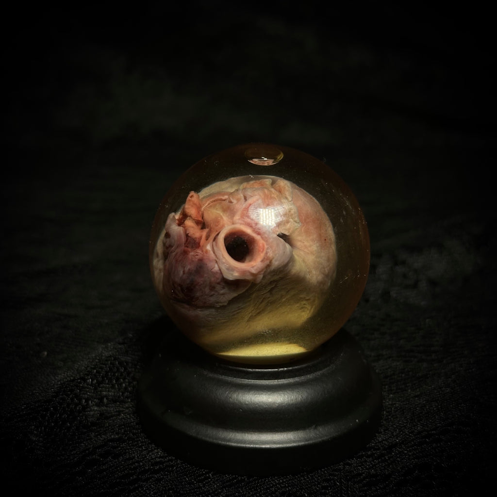 Domestic cat heart specimen