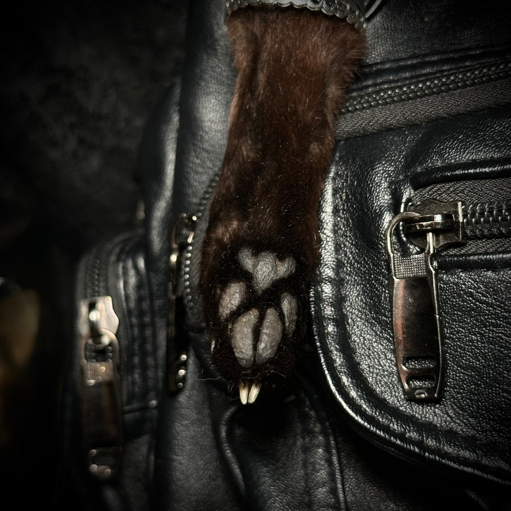 Mummified Black cat paws