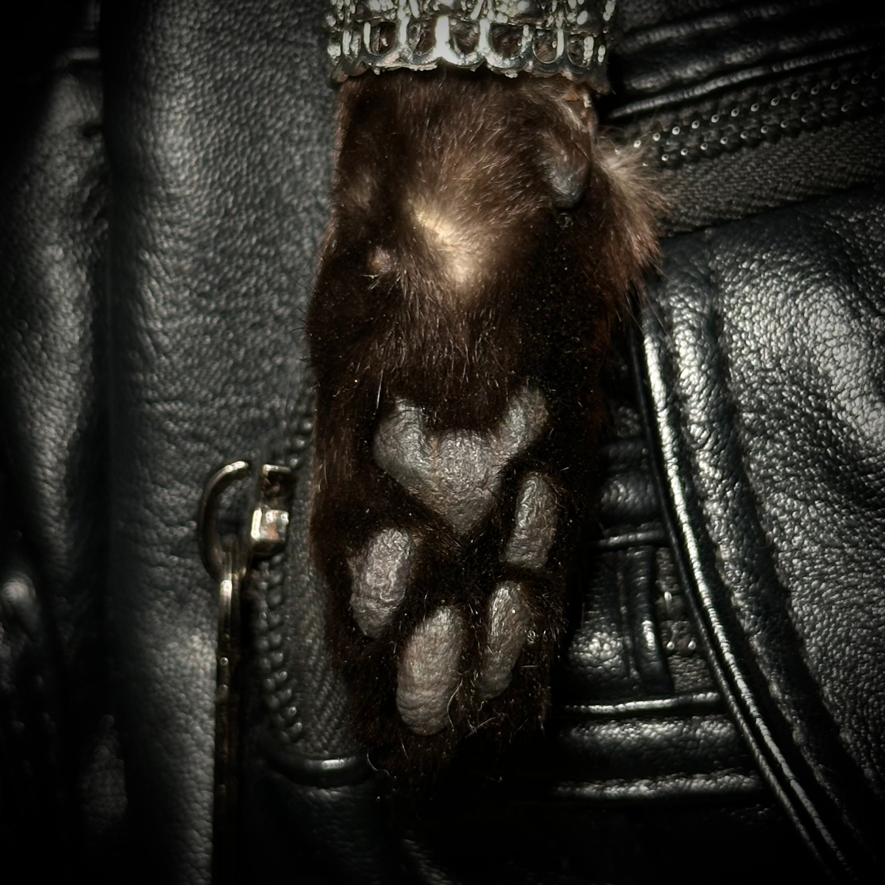 Mummified Black cat paws