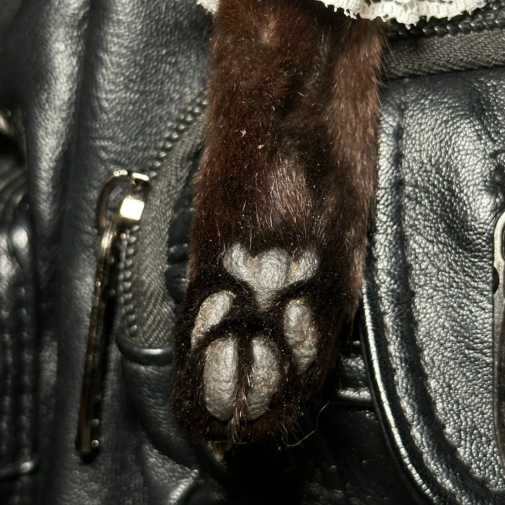 Mummified Black cat paws