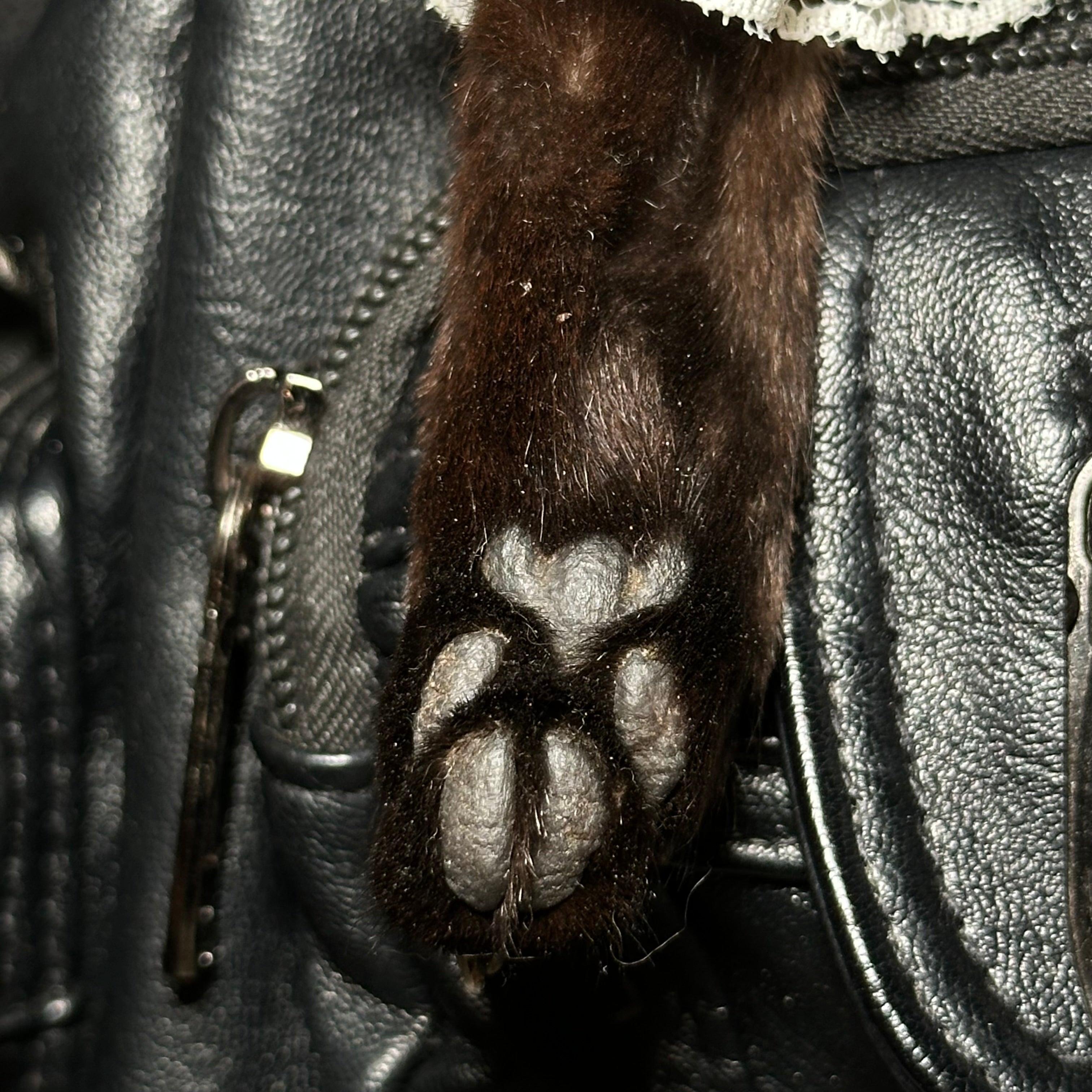 Mummified Black cat paws