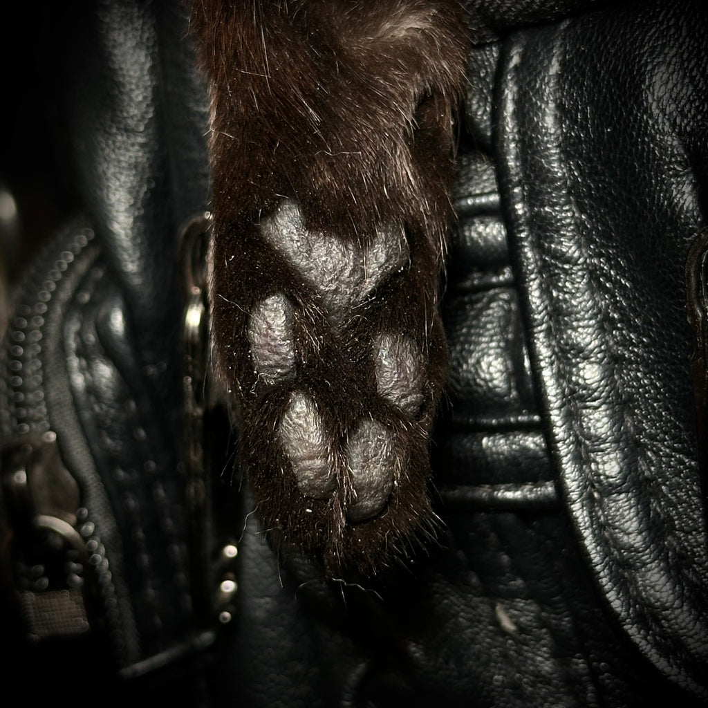 Mummified Black cat paws