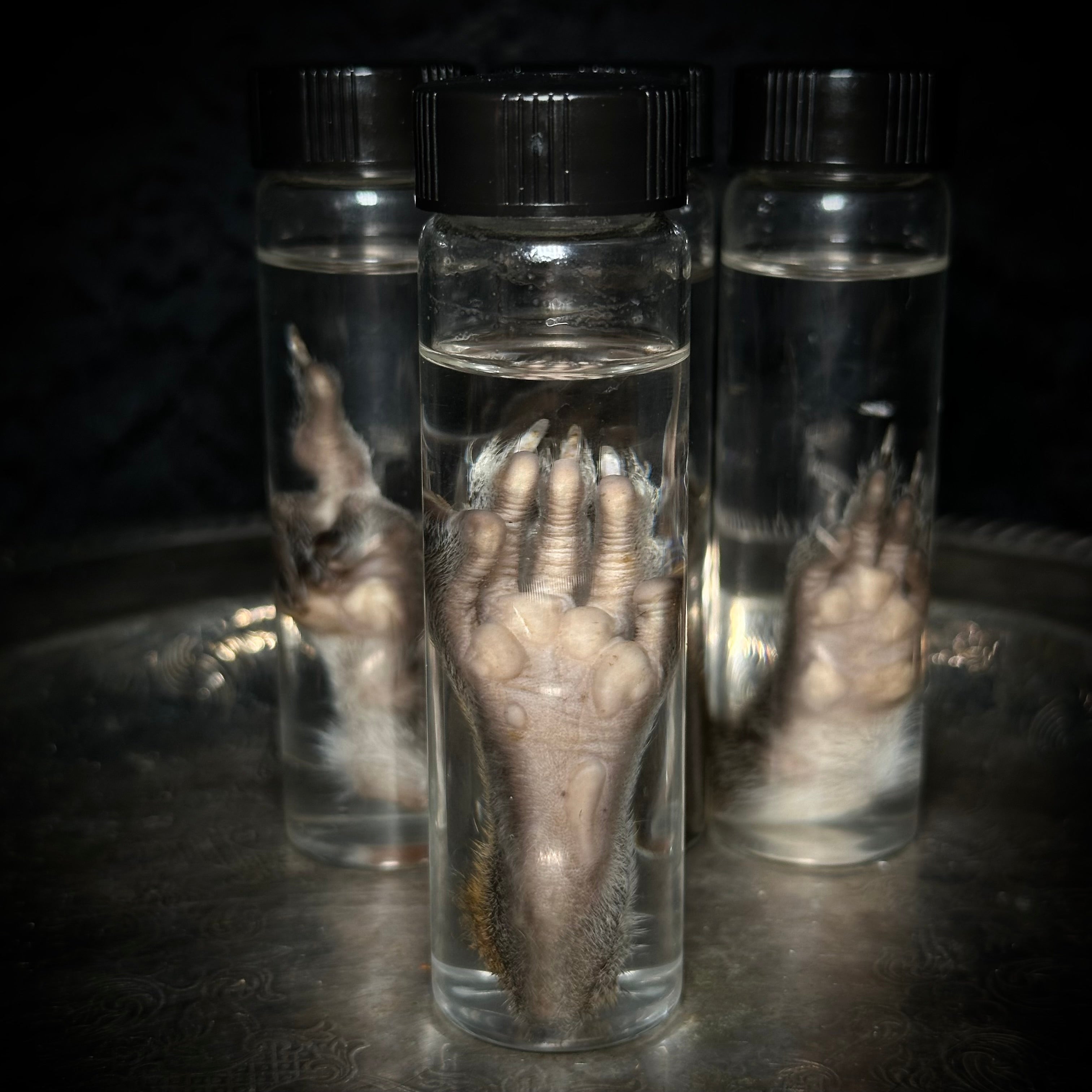 Squirrel paw specimen