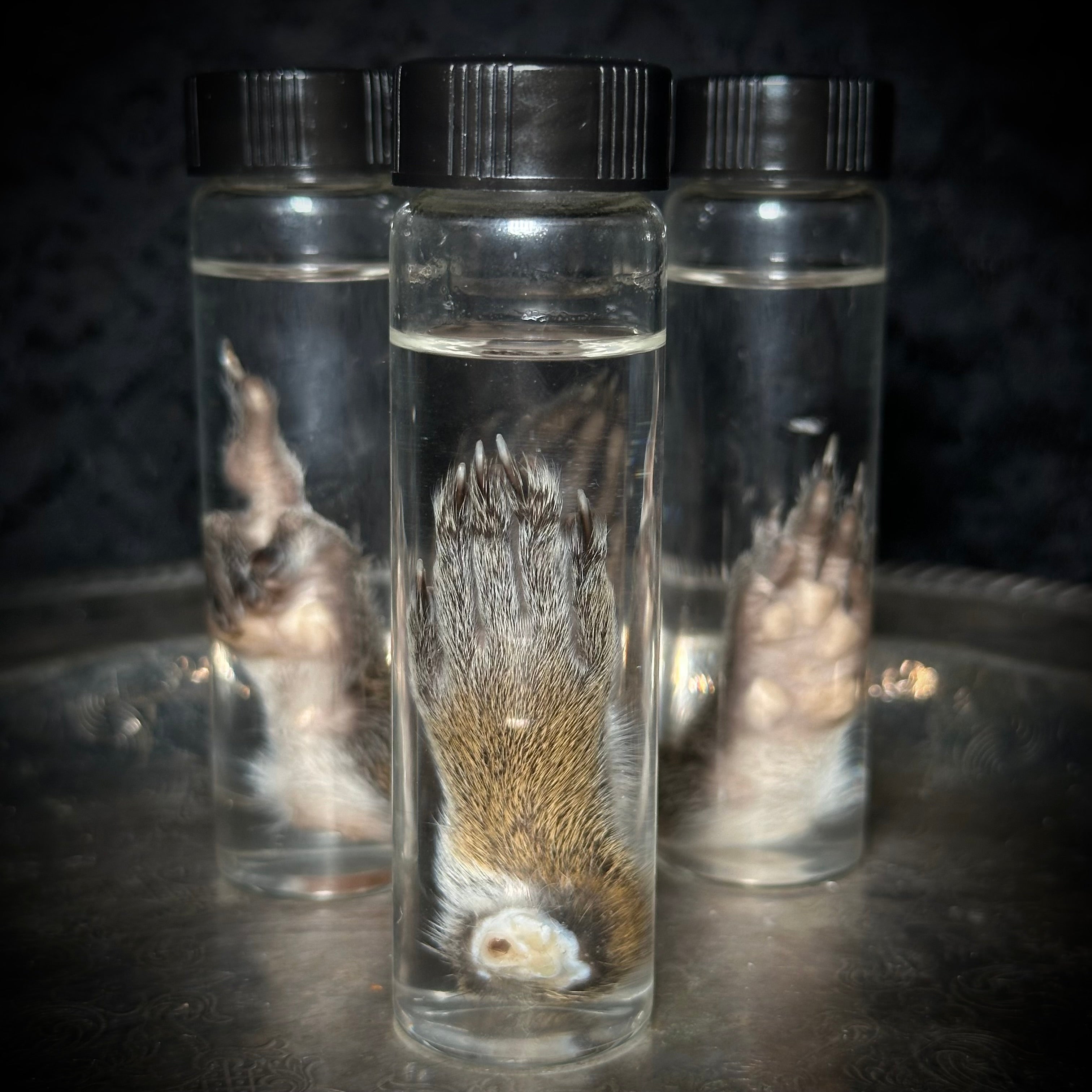 Squirrel paw specimen