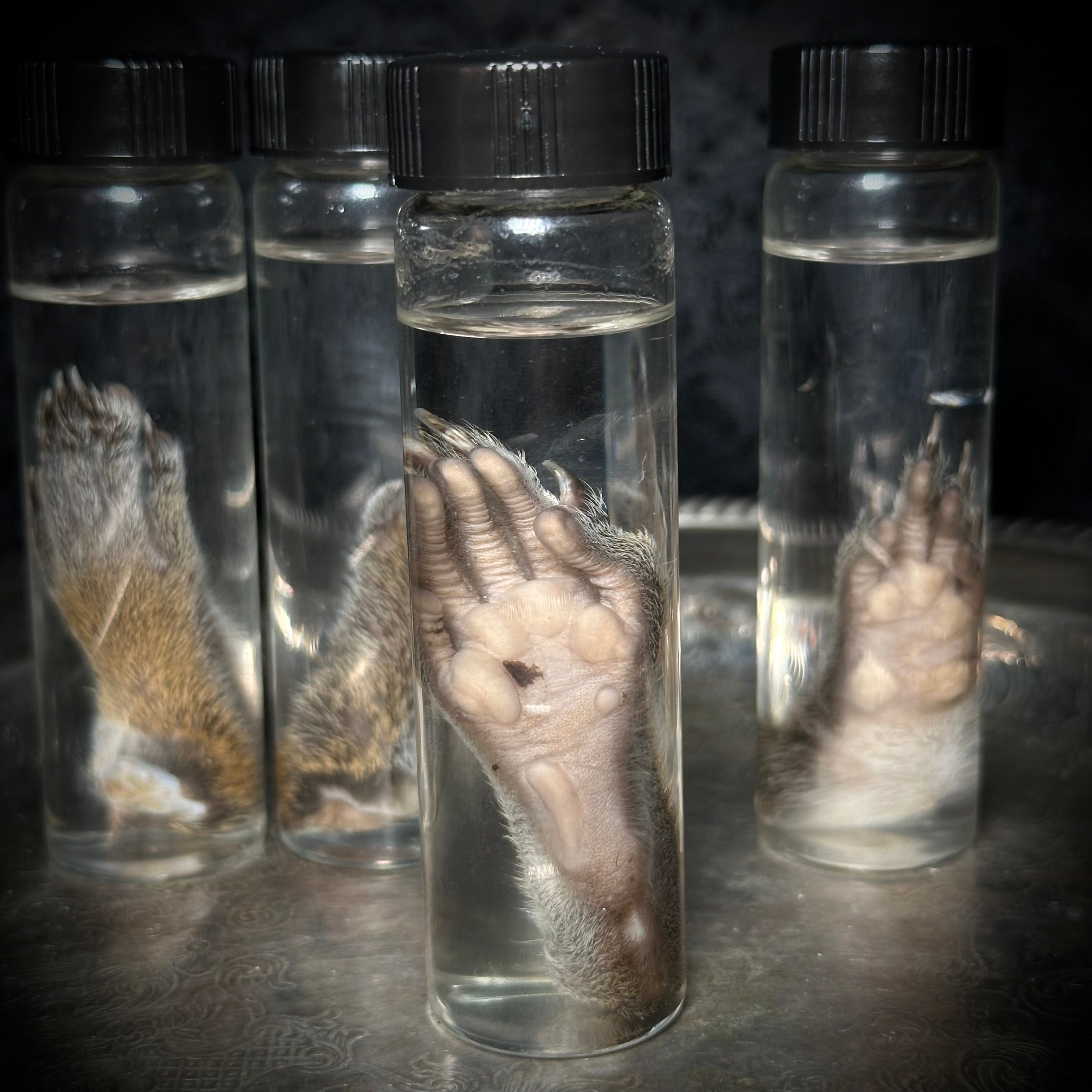 Squirrel paw specimen
