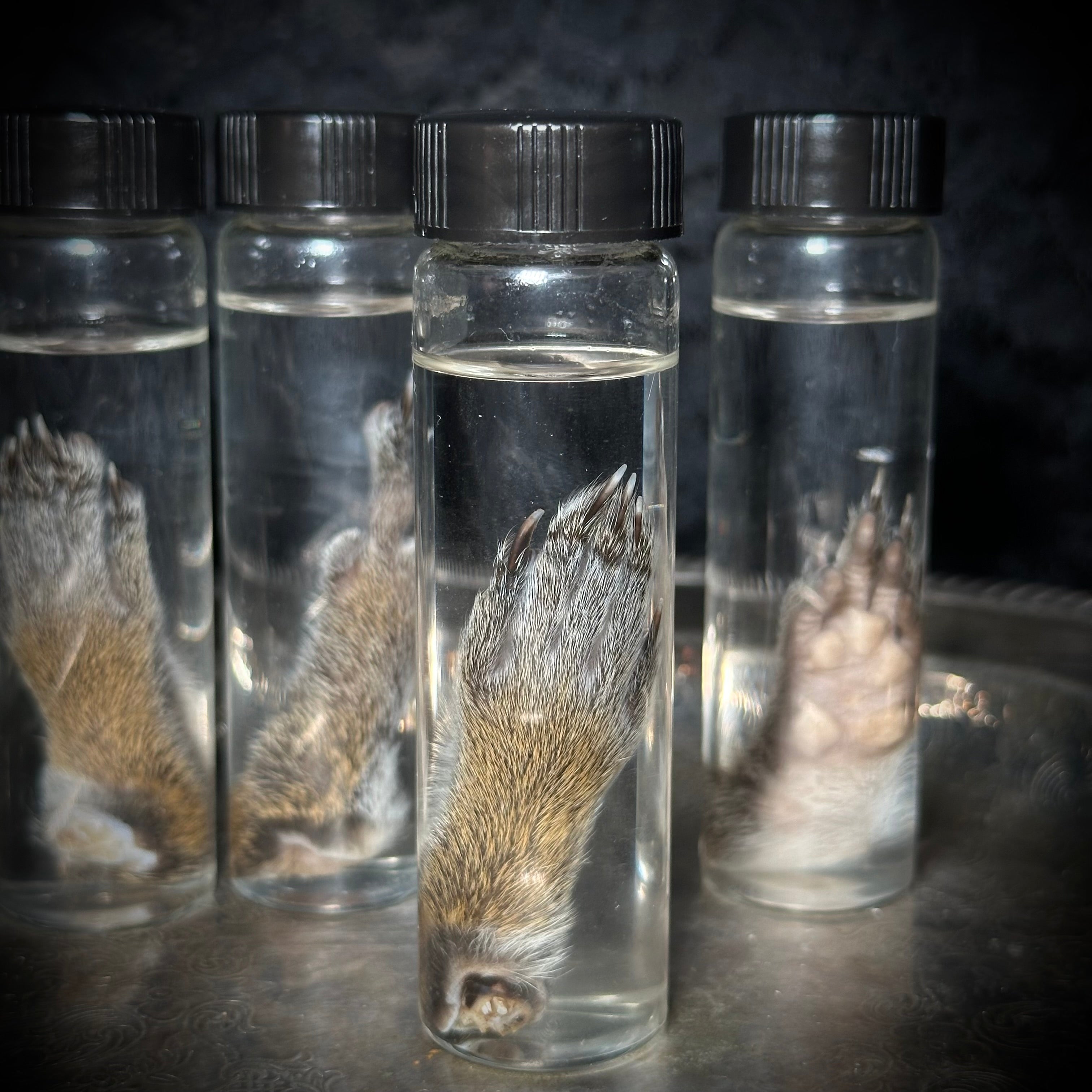 Squirrel paw specimen