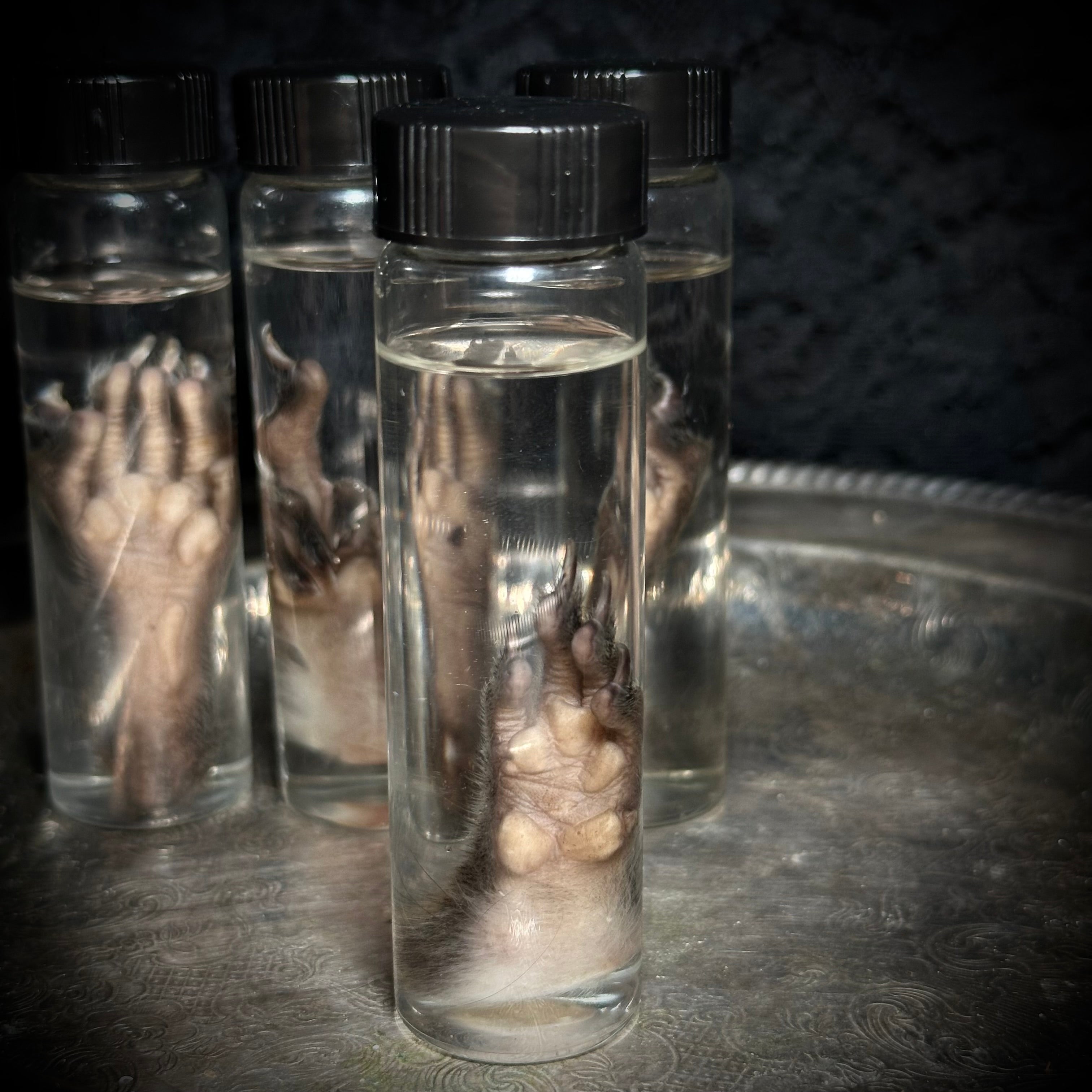 Squirrel paw specimen