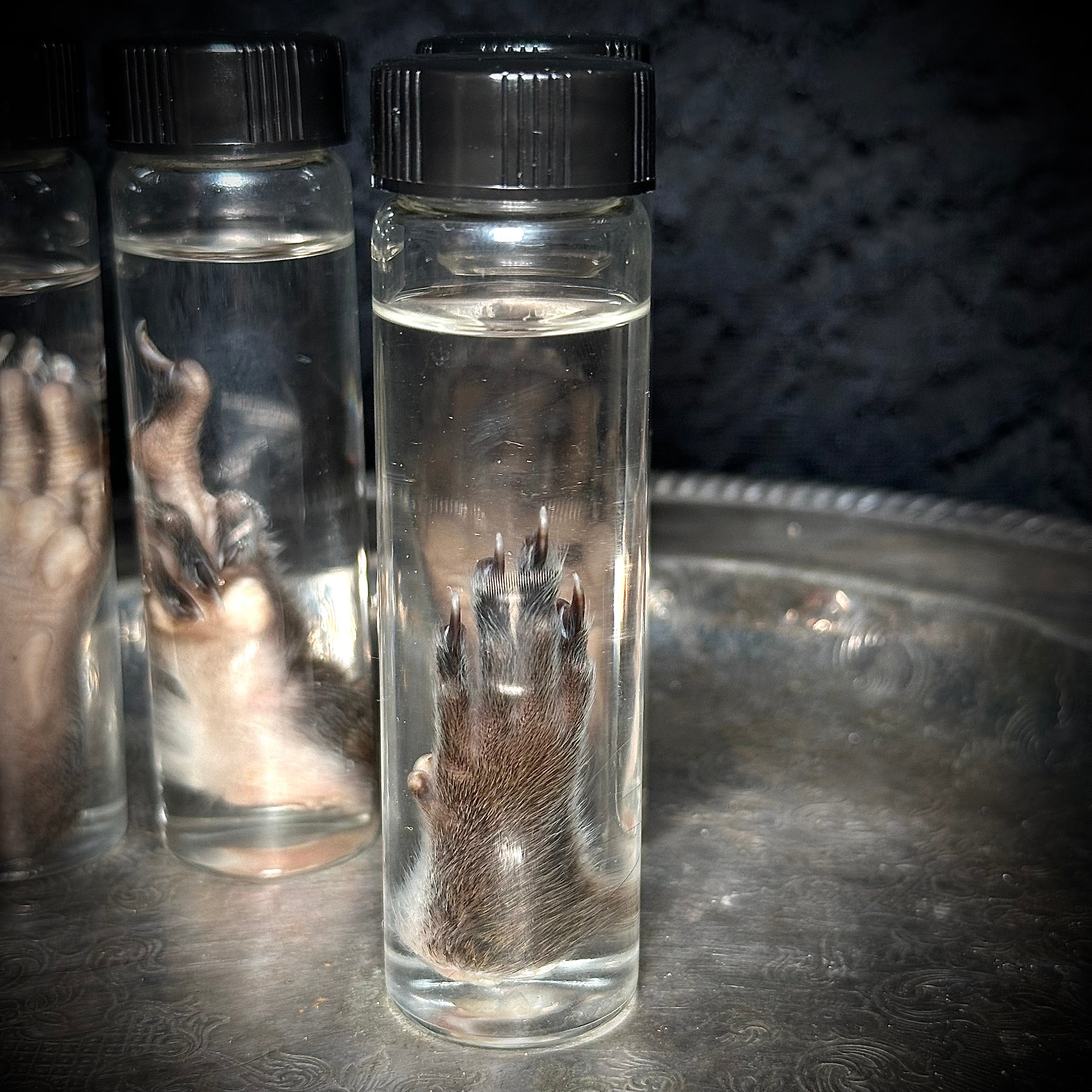 Squirrel paw specimen