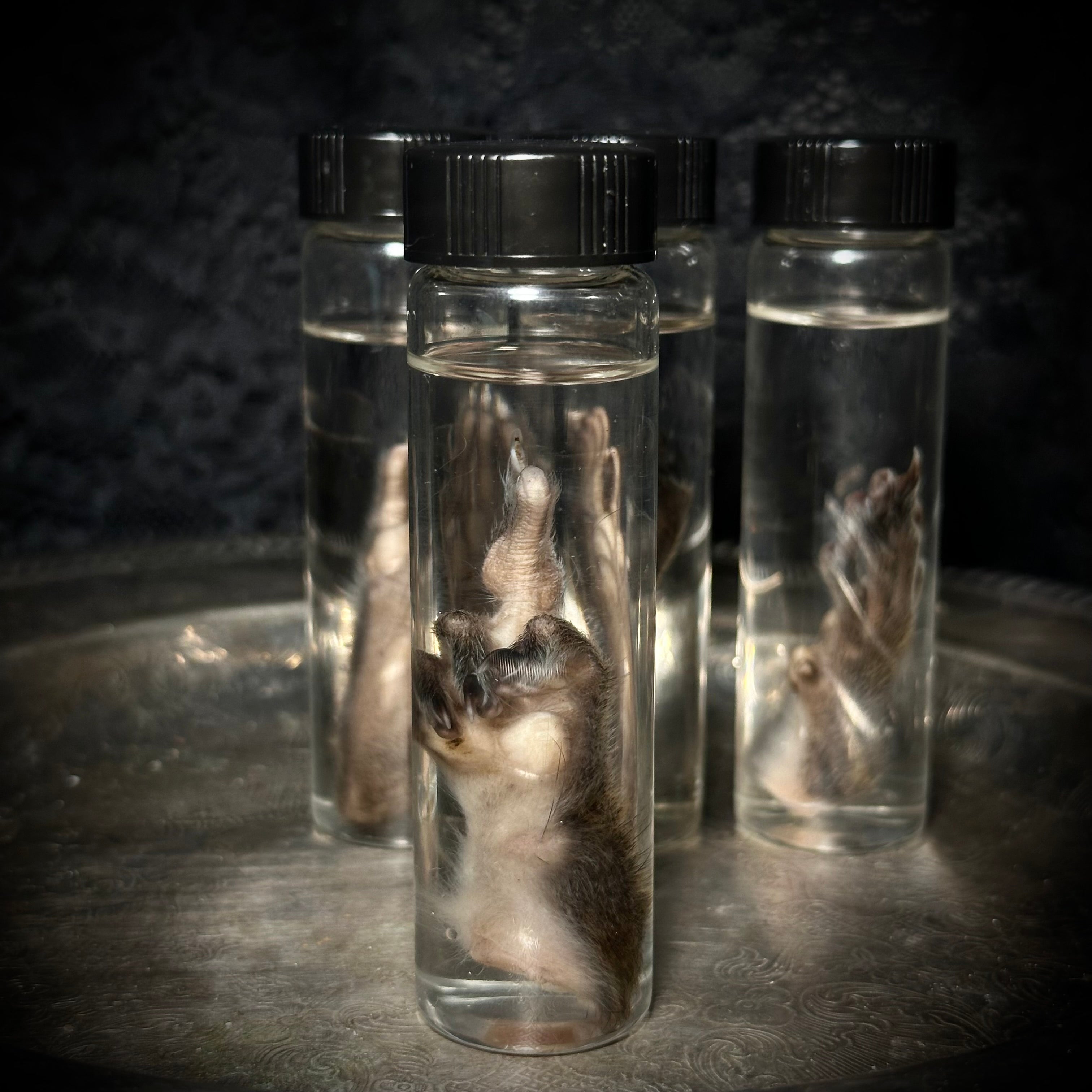 Squirrel paw specimen