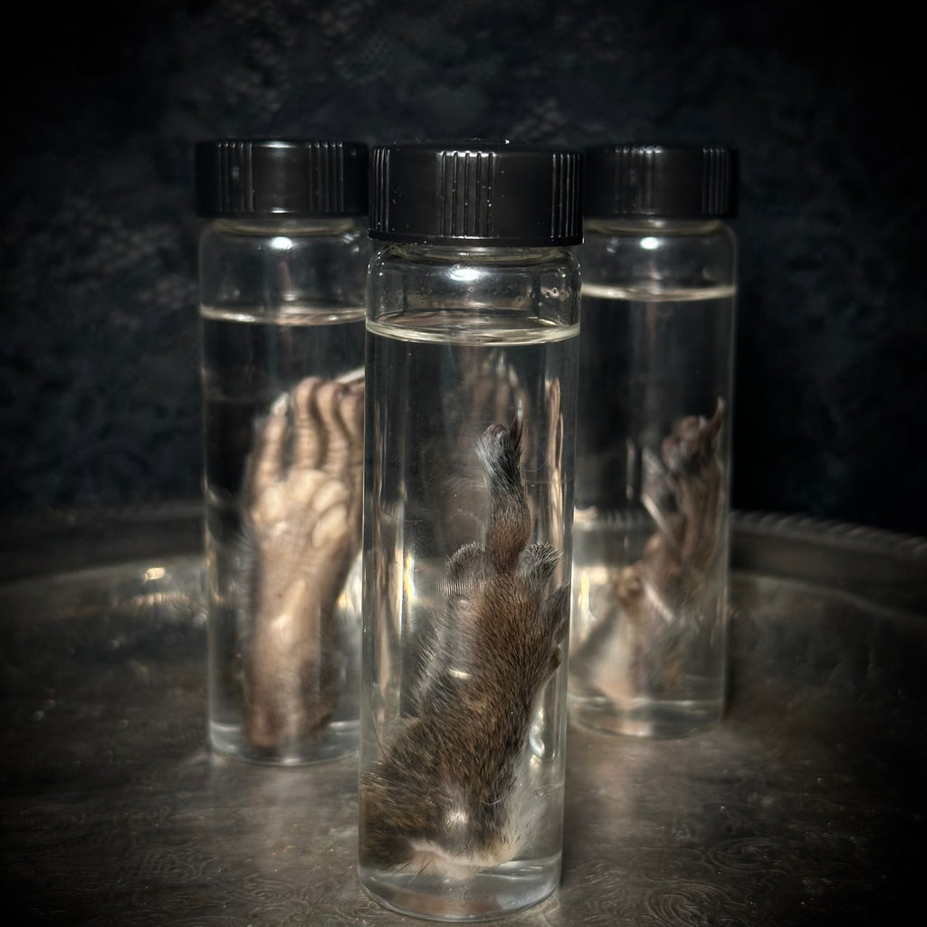 Squirrel paw specimen