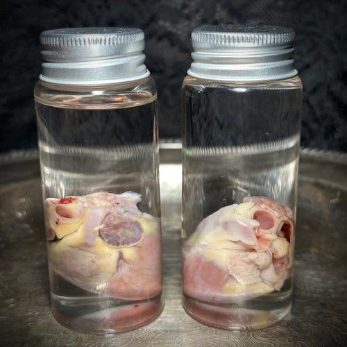 Domestic Cat heart specimen