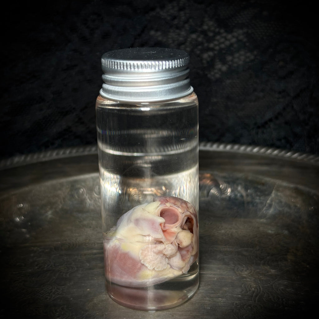 Domestic Cat heart specimen