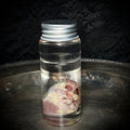 Domestic Cat heart specimen