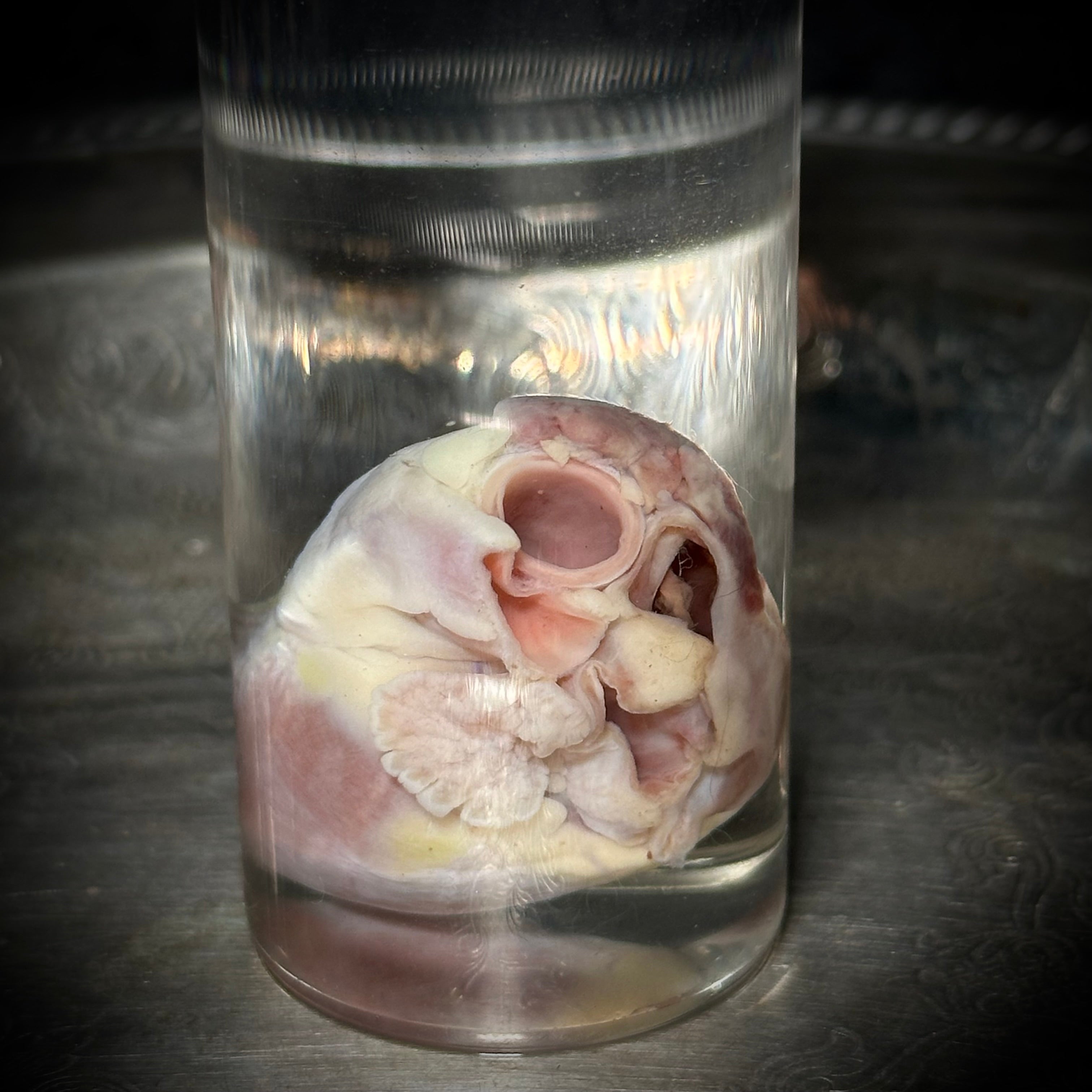 Domestic Cat heart specimen