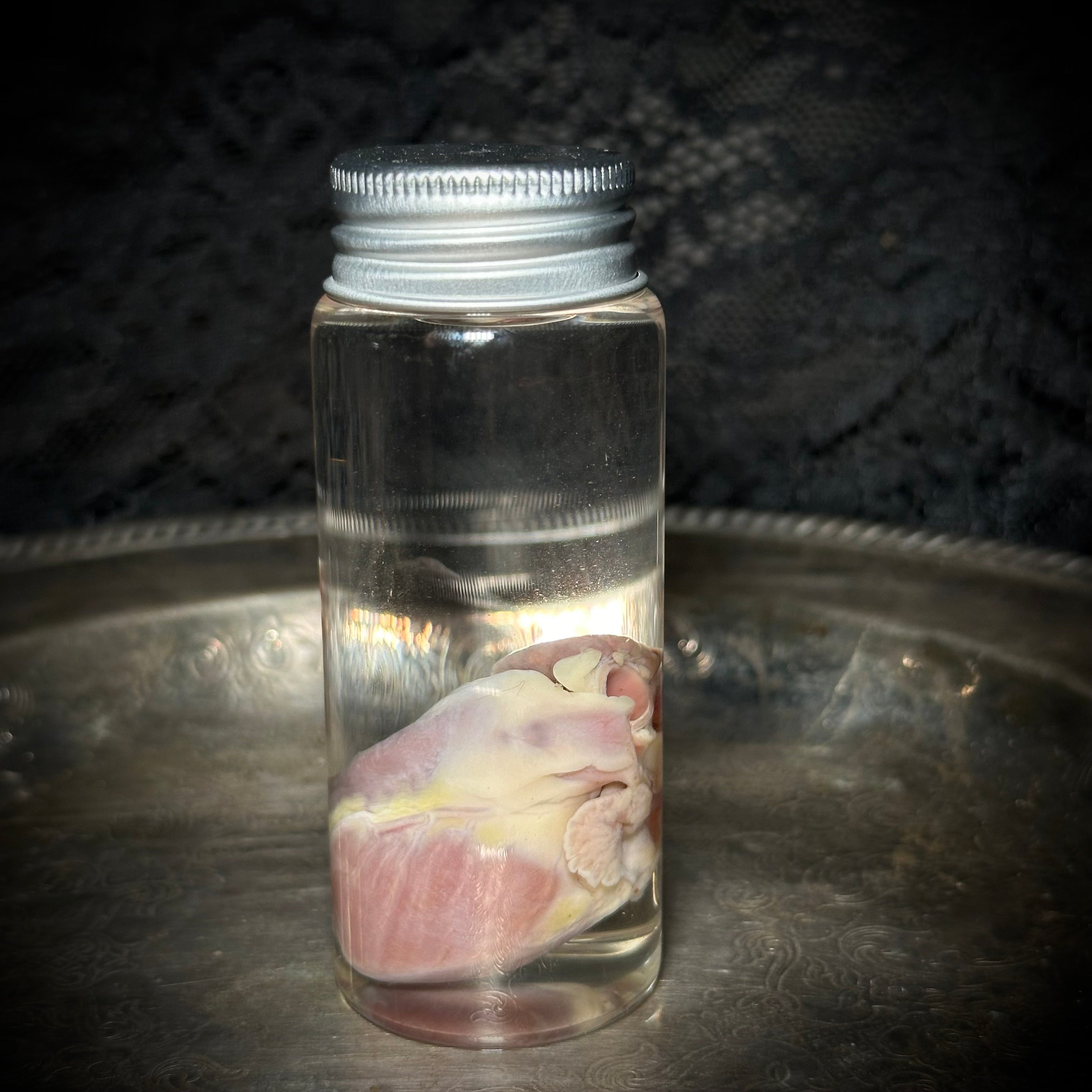 Domestic Cat heart specimen