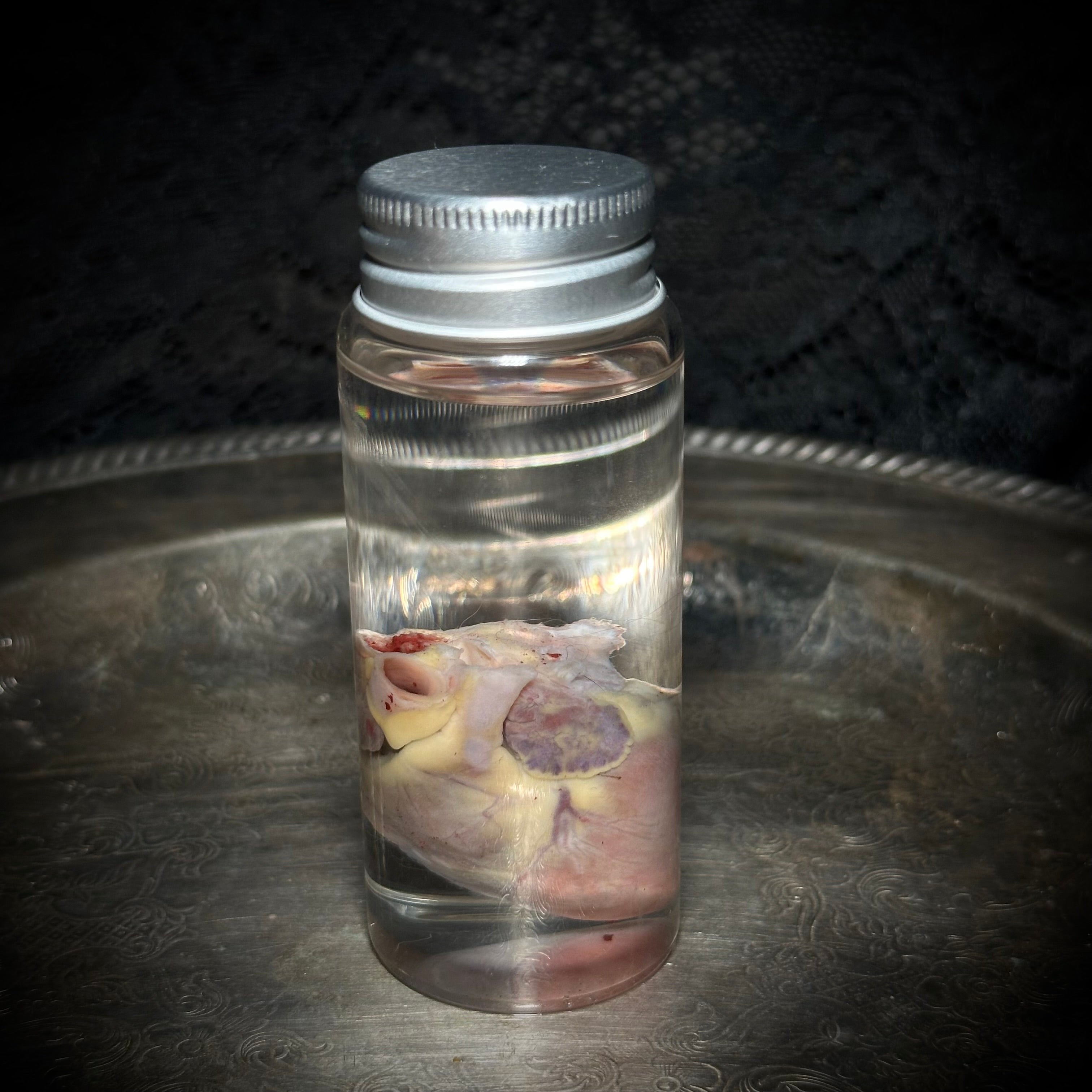 Domestic Cat heart specimen