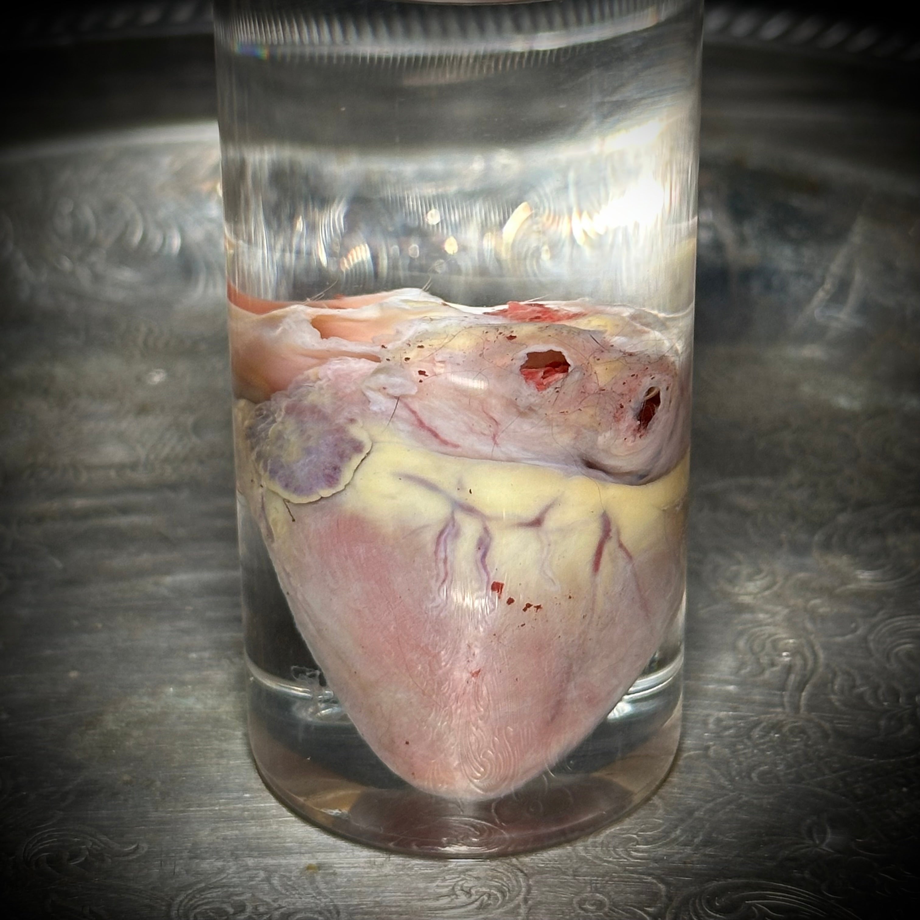 Domestic Cat heart specimen