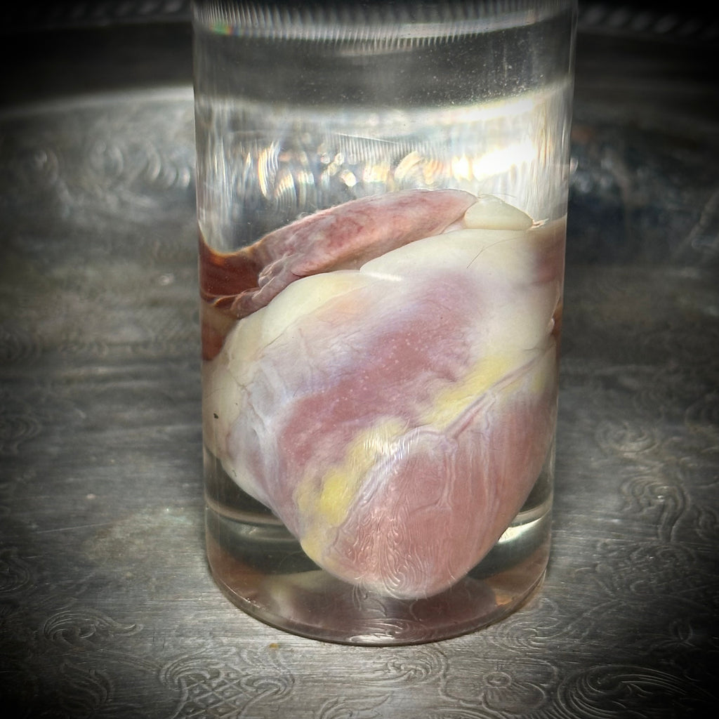 Domestic Cat heart specimen
