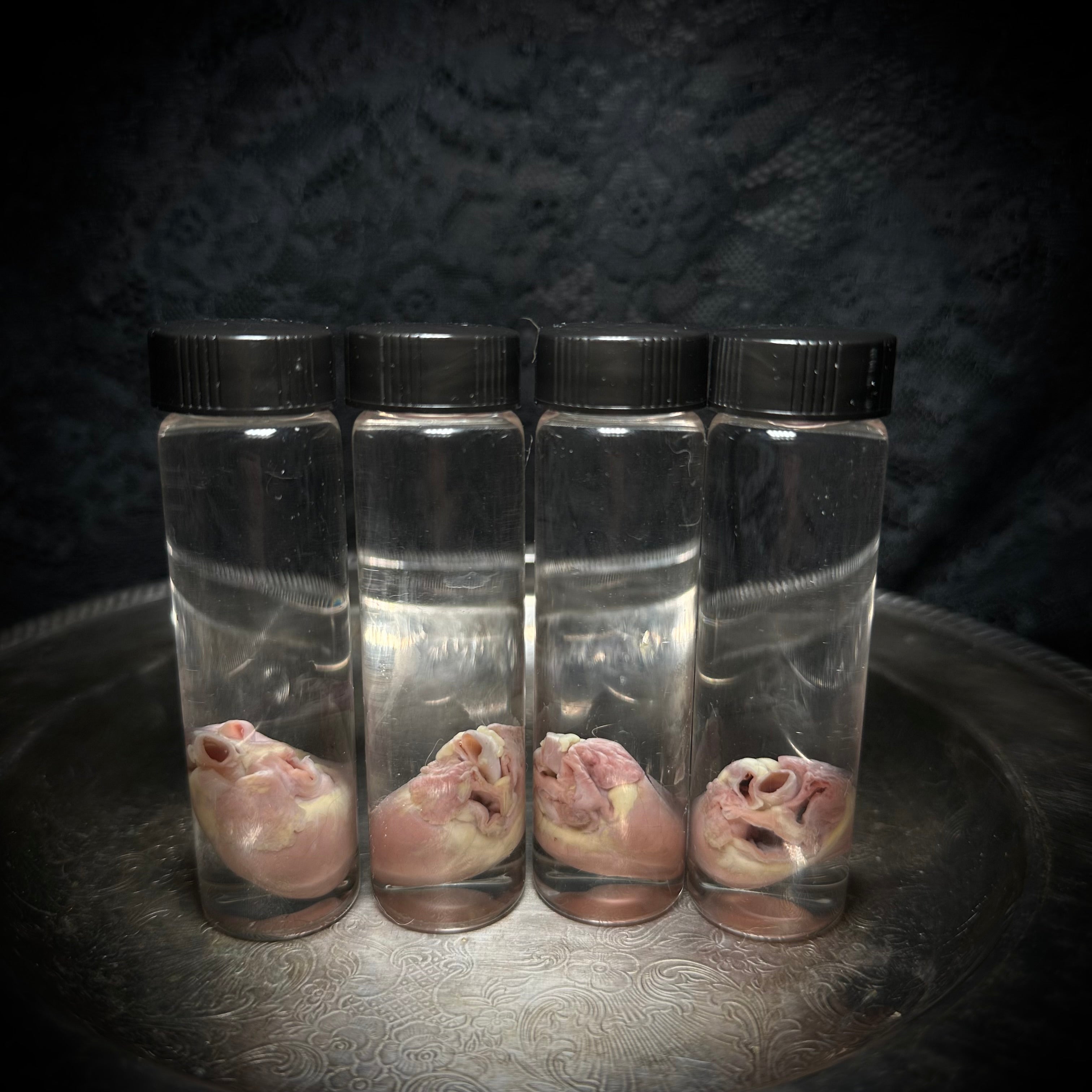 Kitten heart specimen