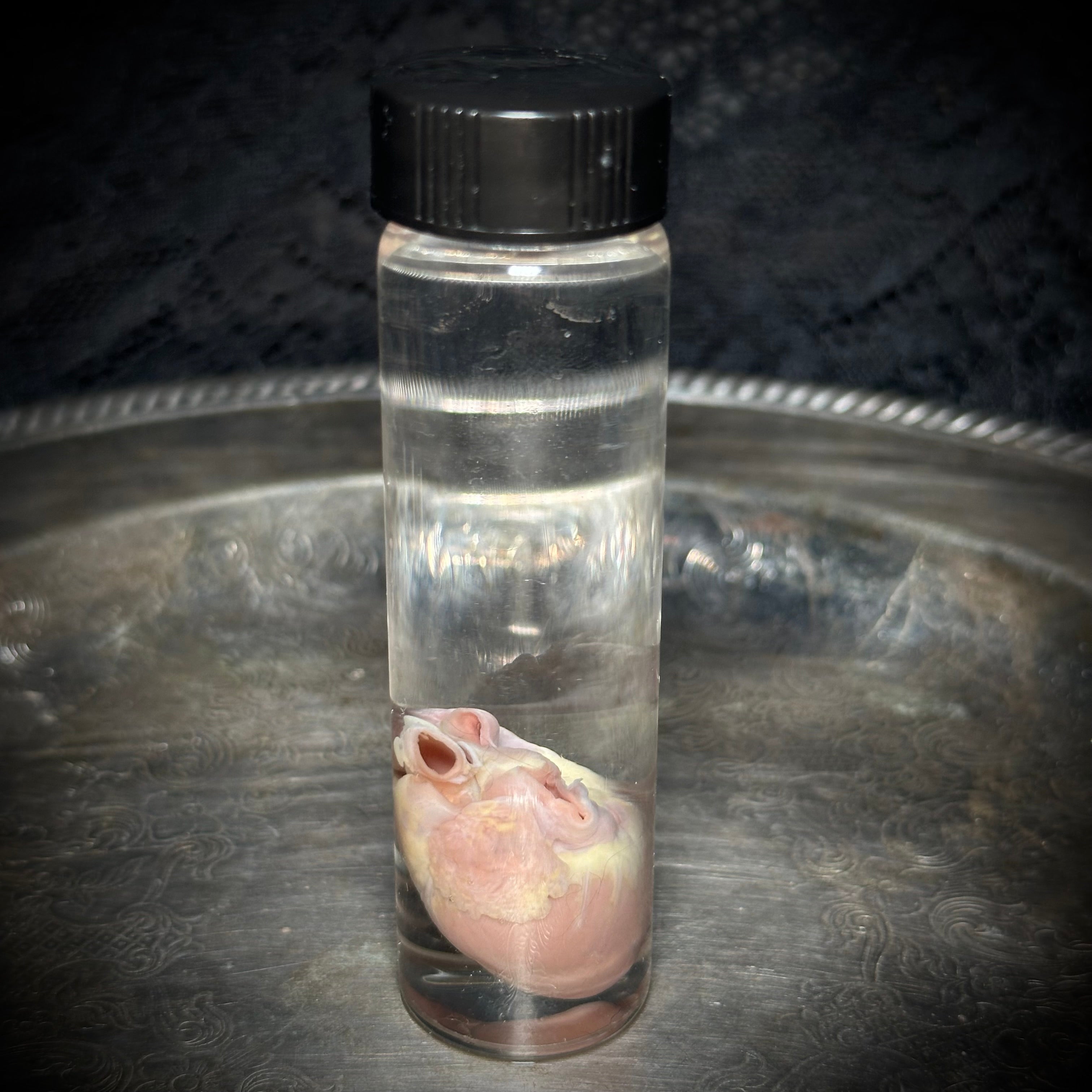 Kitten heart specimen