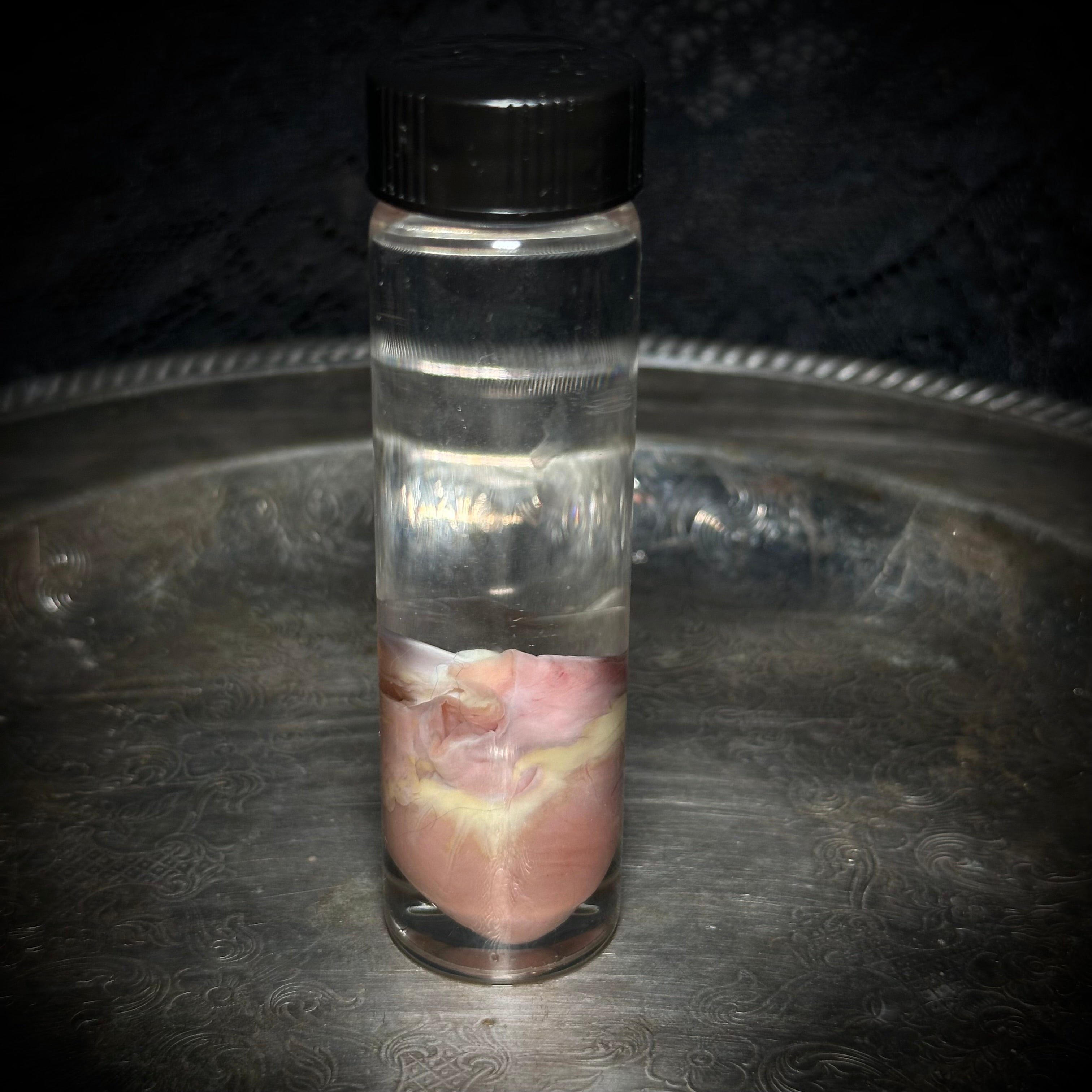 Kitten heart specimen
