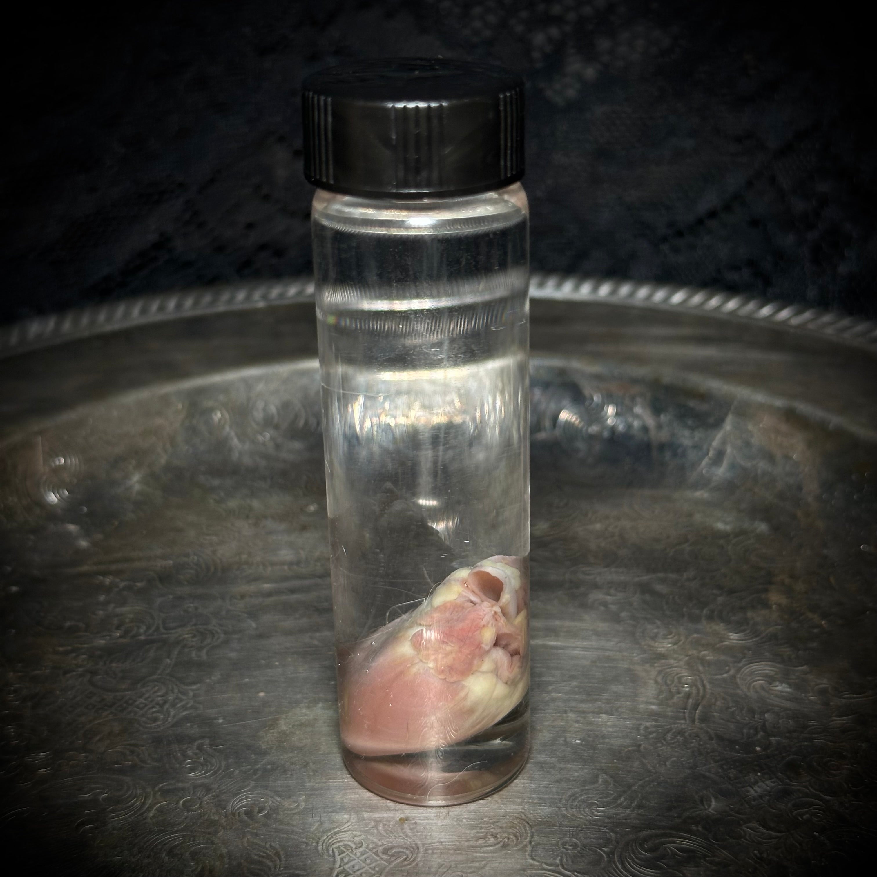 Kitten heart specimen