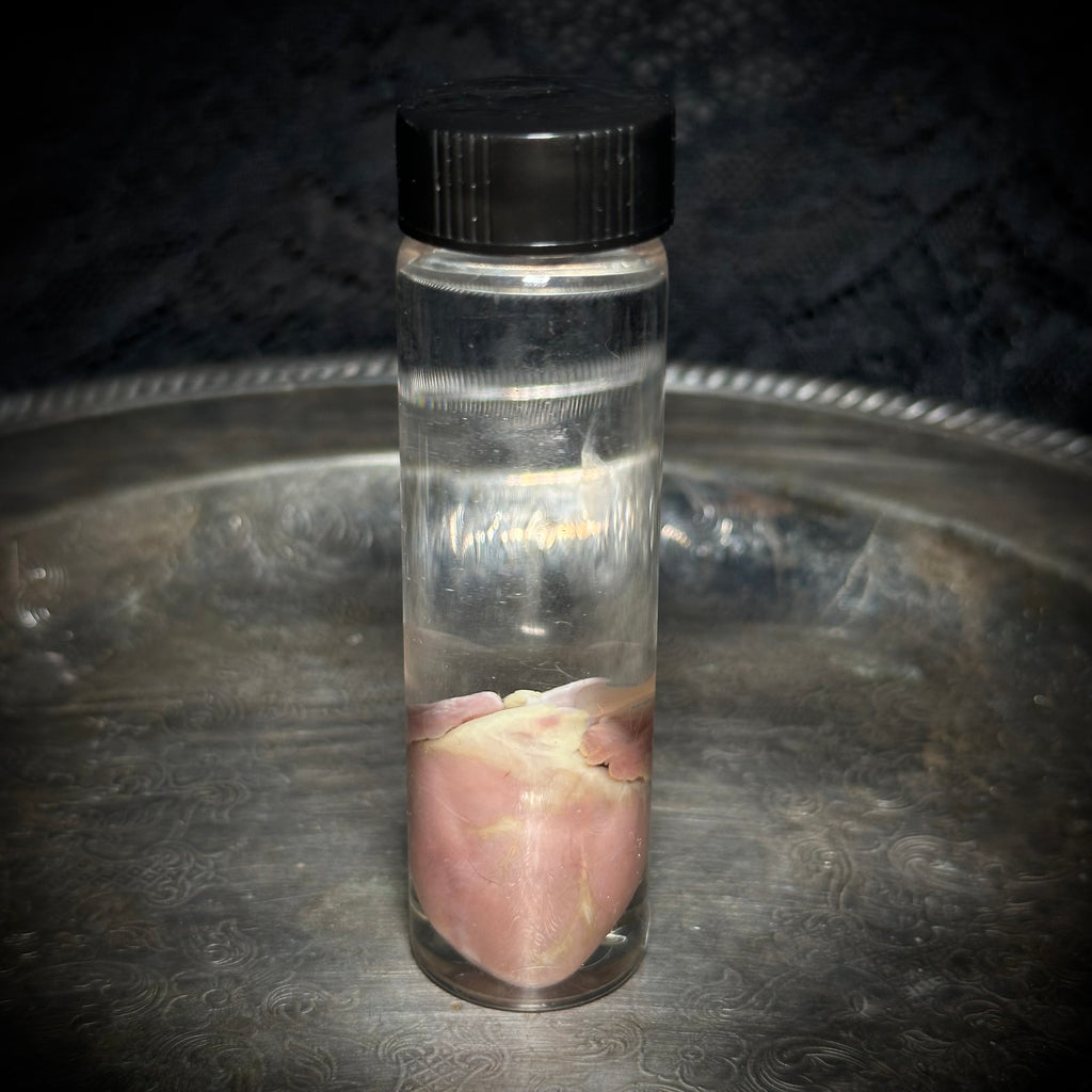 Kitten heart specimen