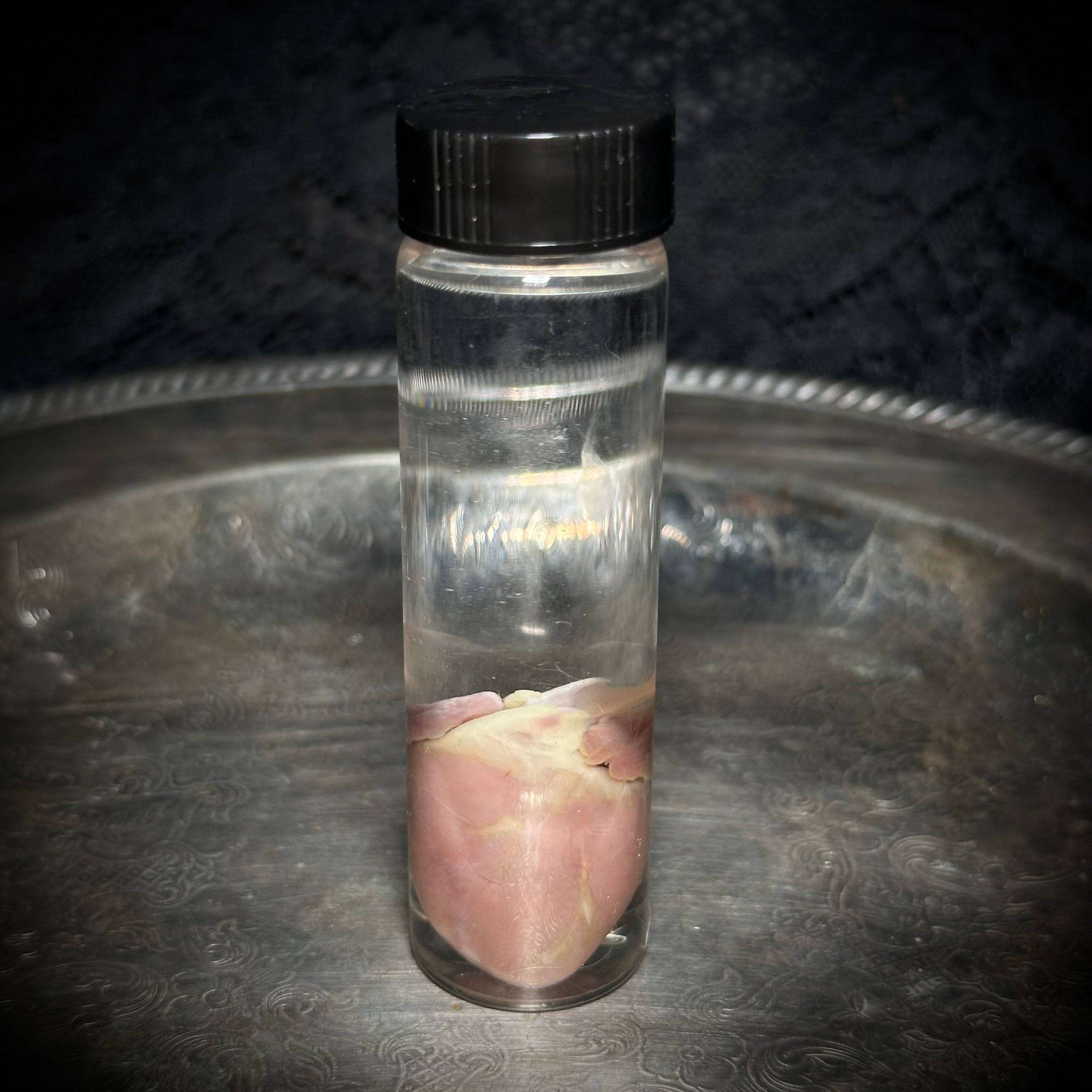 Kitten heart specimen