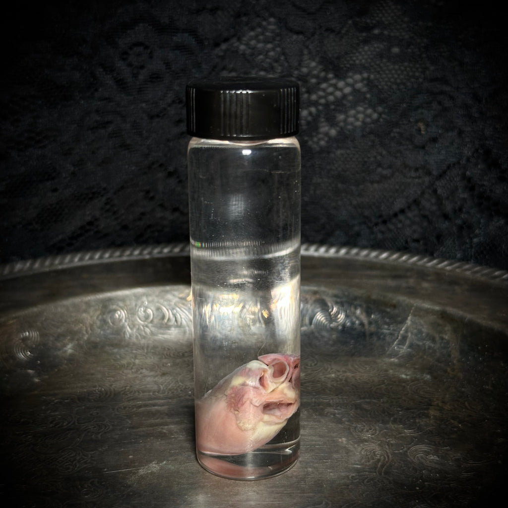 Kitten heart specimen