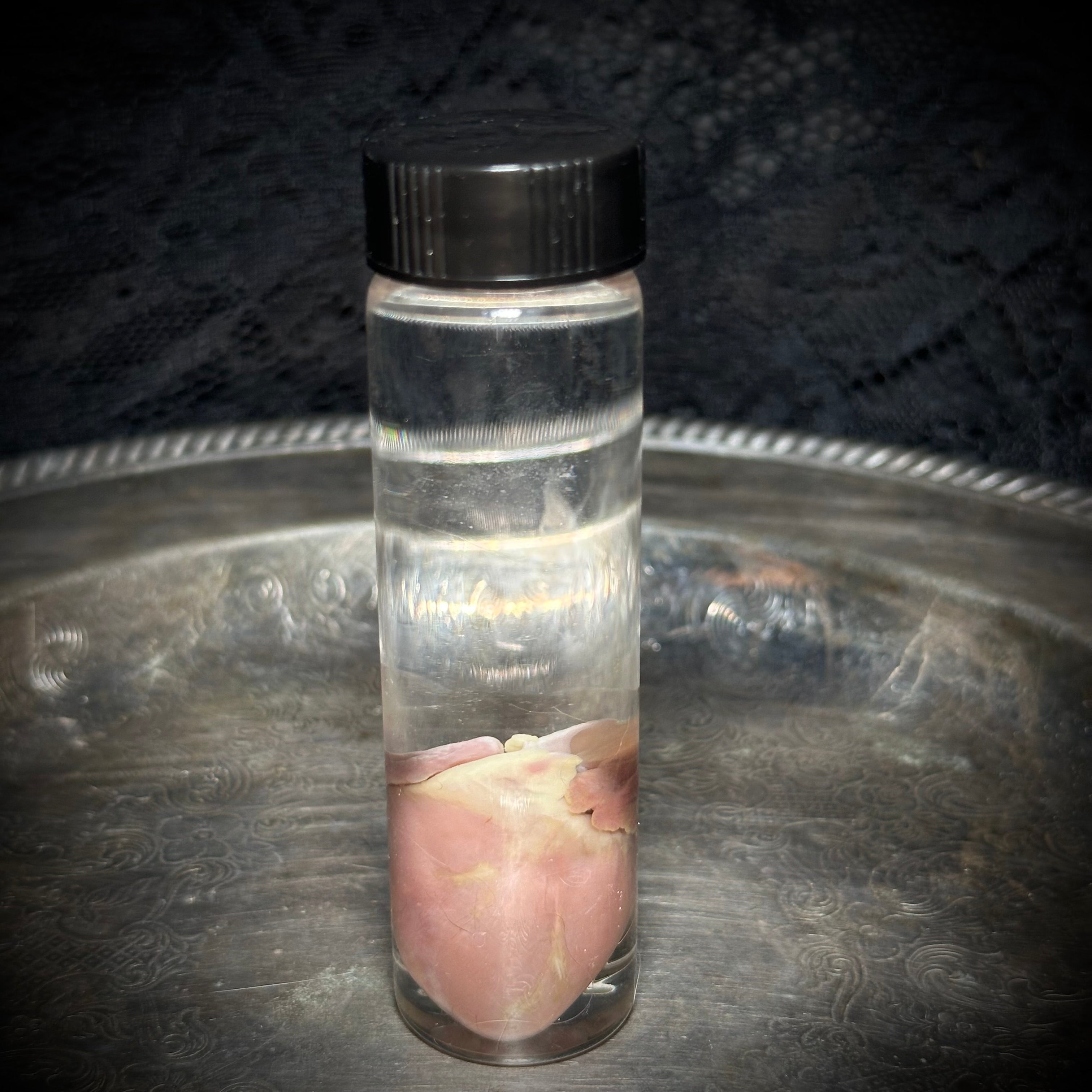 Kitten heart specimen