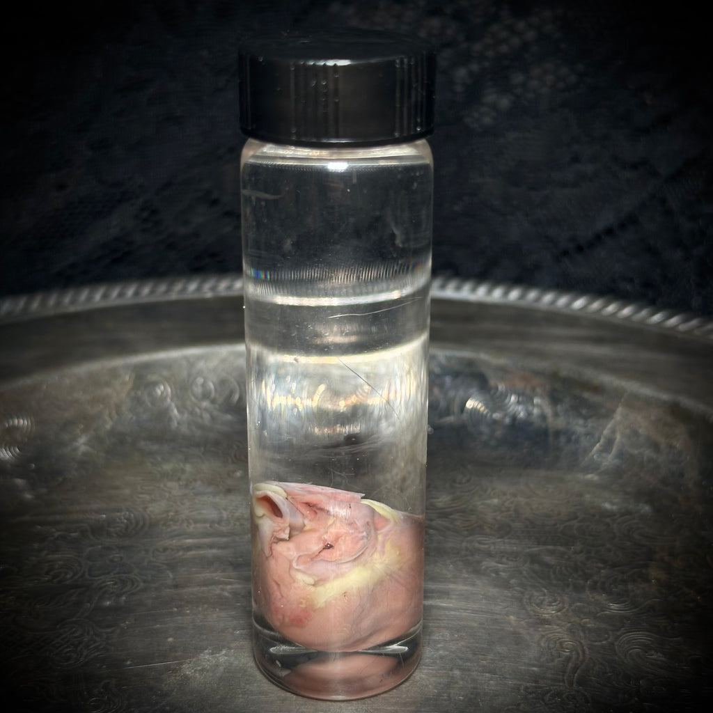 Kitten heart specimen