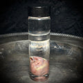 Kitten heart specimen