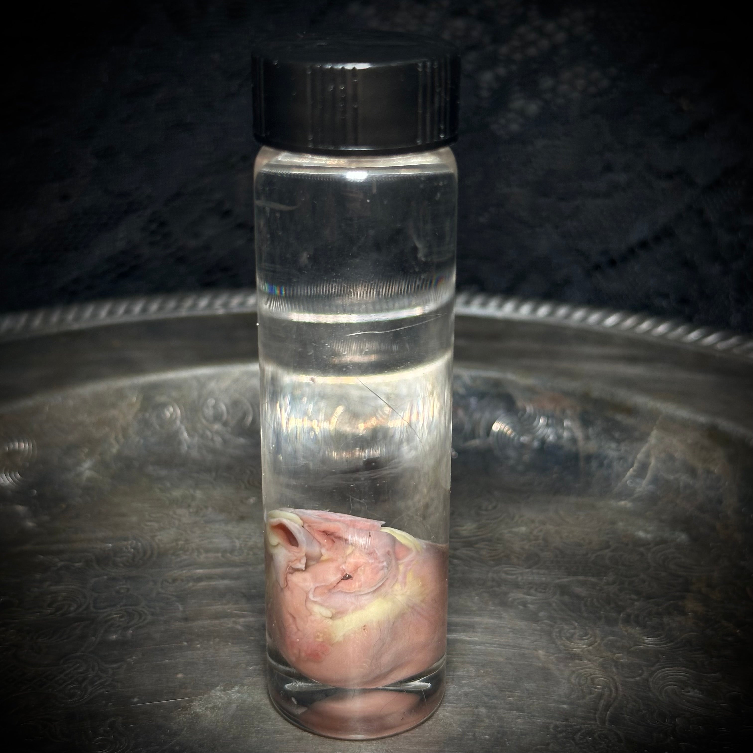 Kitten heart specimen