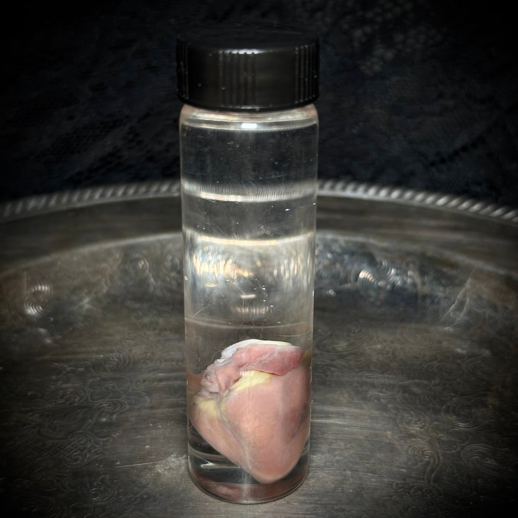Kitten heart specimen