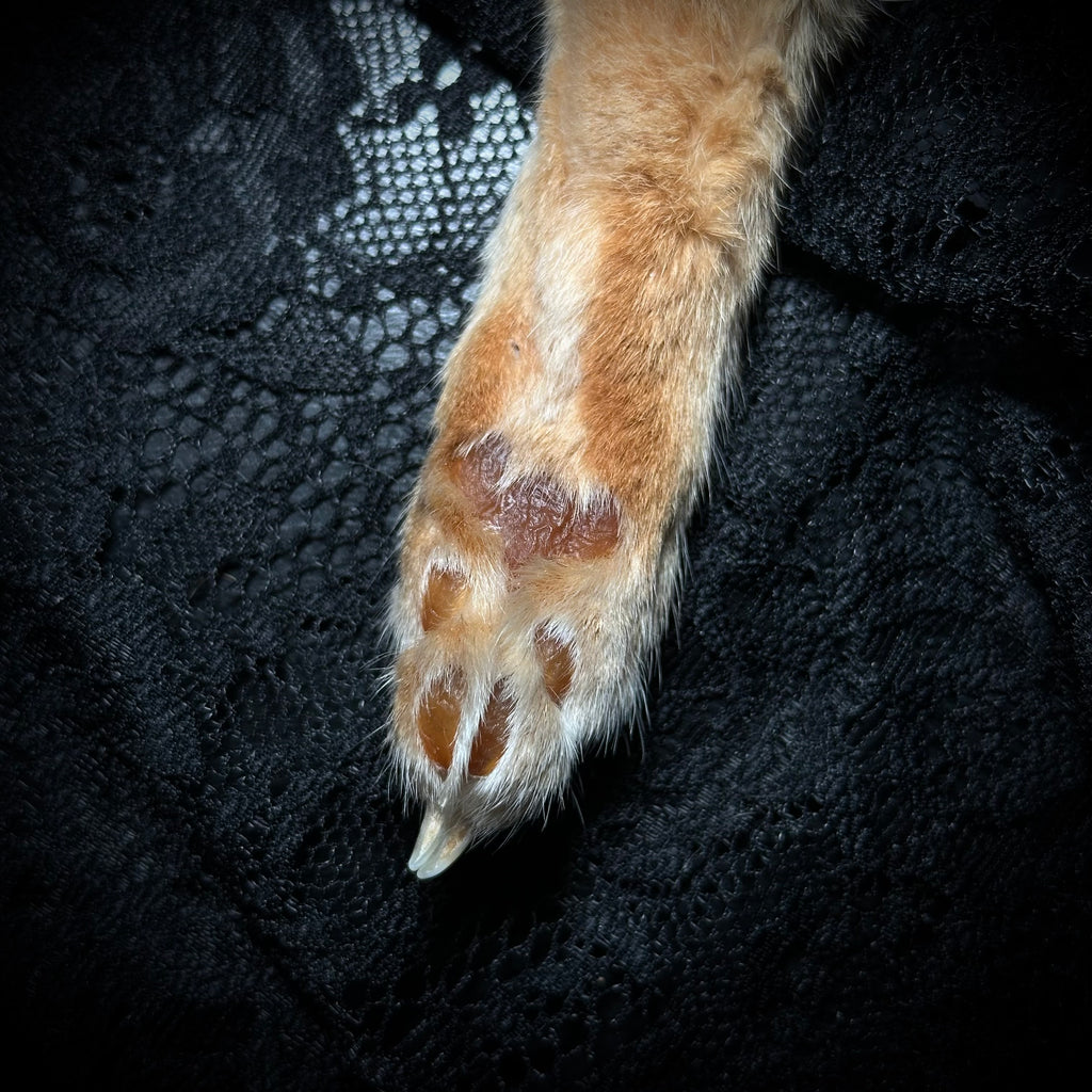 Mummified Orange Cat paw keepsake keychain
