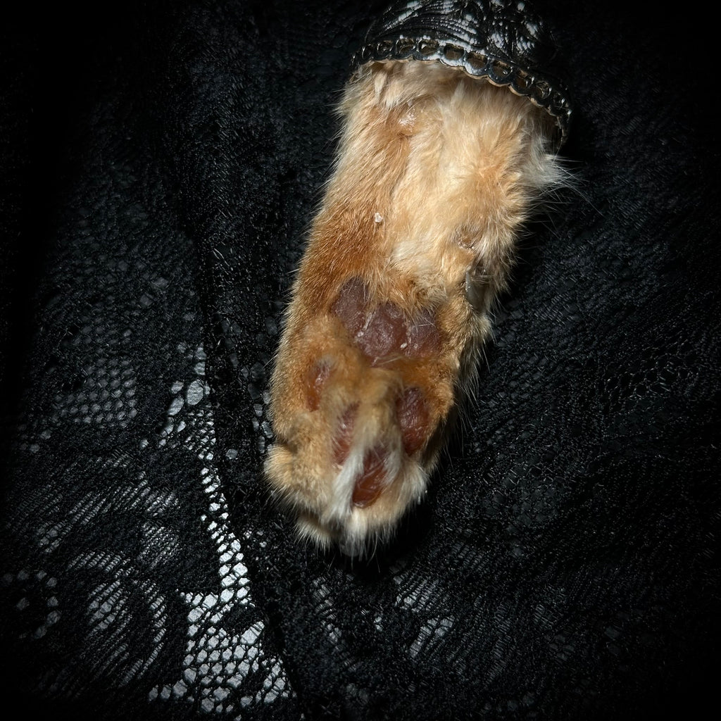 Mummified Orange Cat paw keepsake keychain